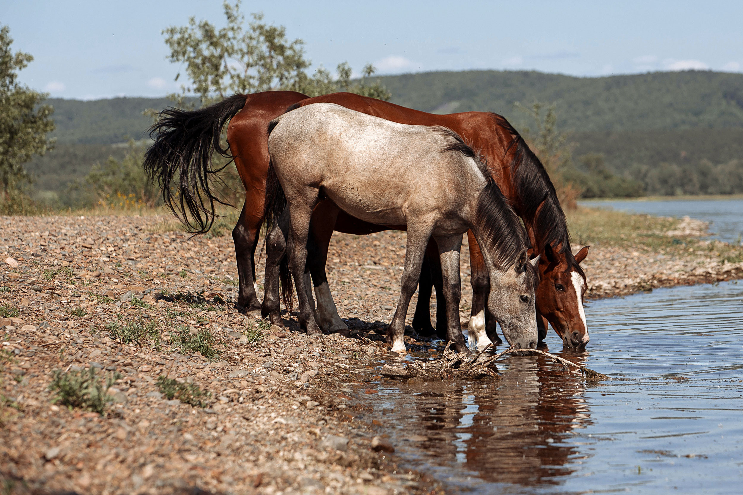 Табун — Балабаново. Конный фотограф в Красноярске — Любовь Похабова