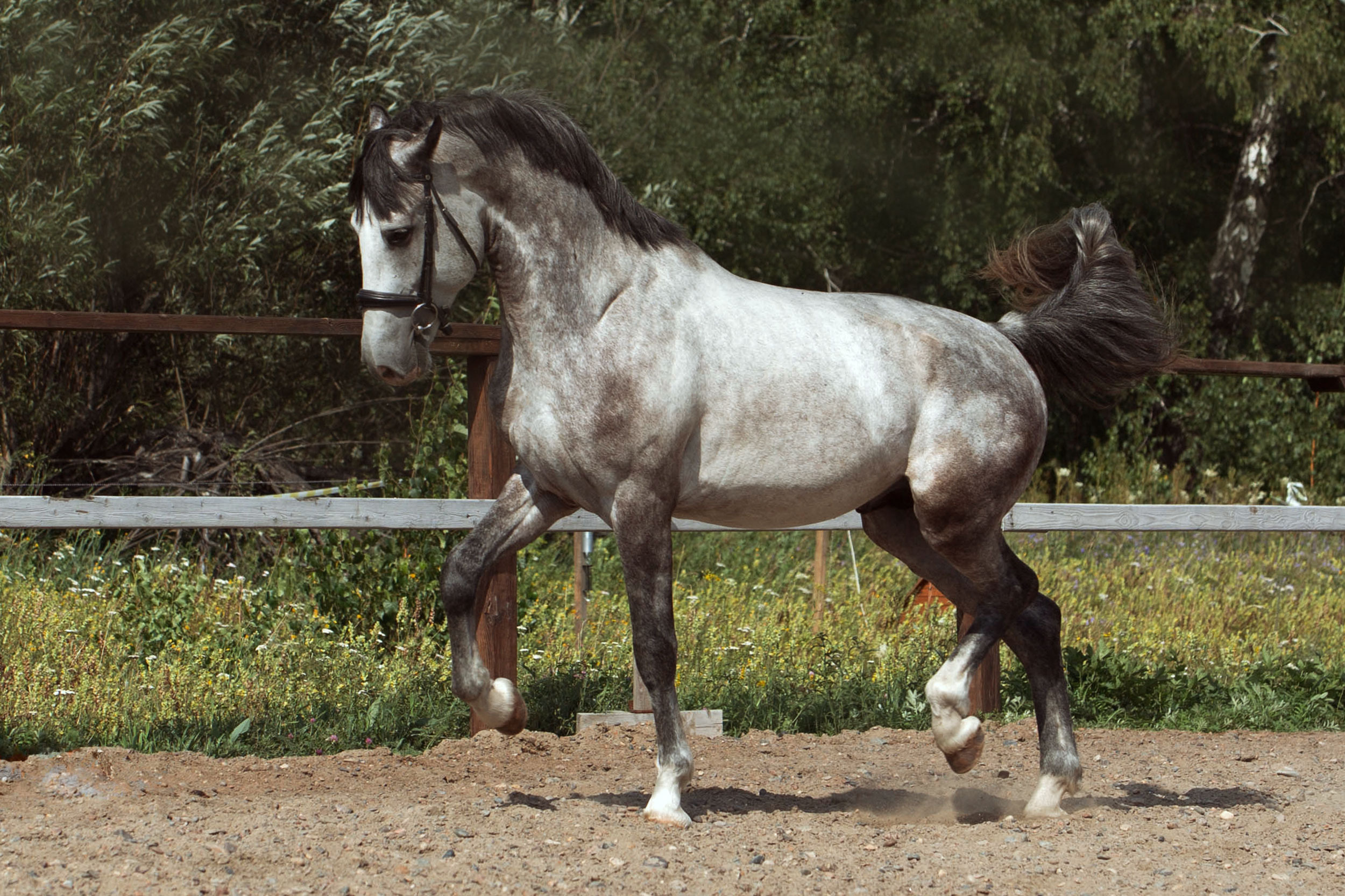 База отдыха Бабушкина дача. Конный фотограф в Красноярске — Любовь Похабова