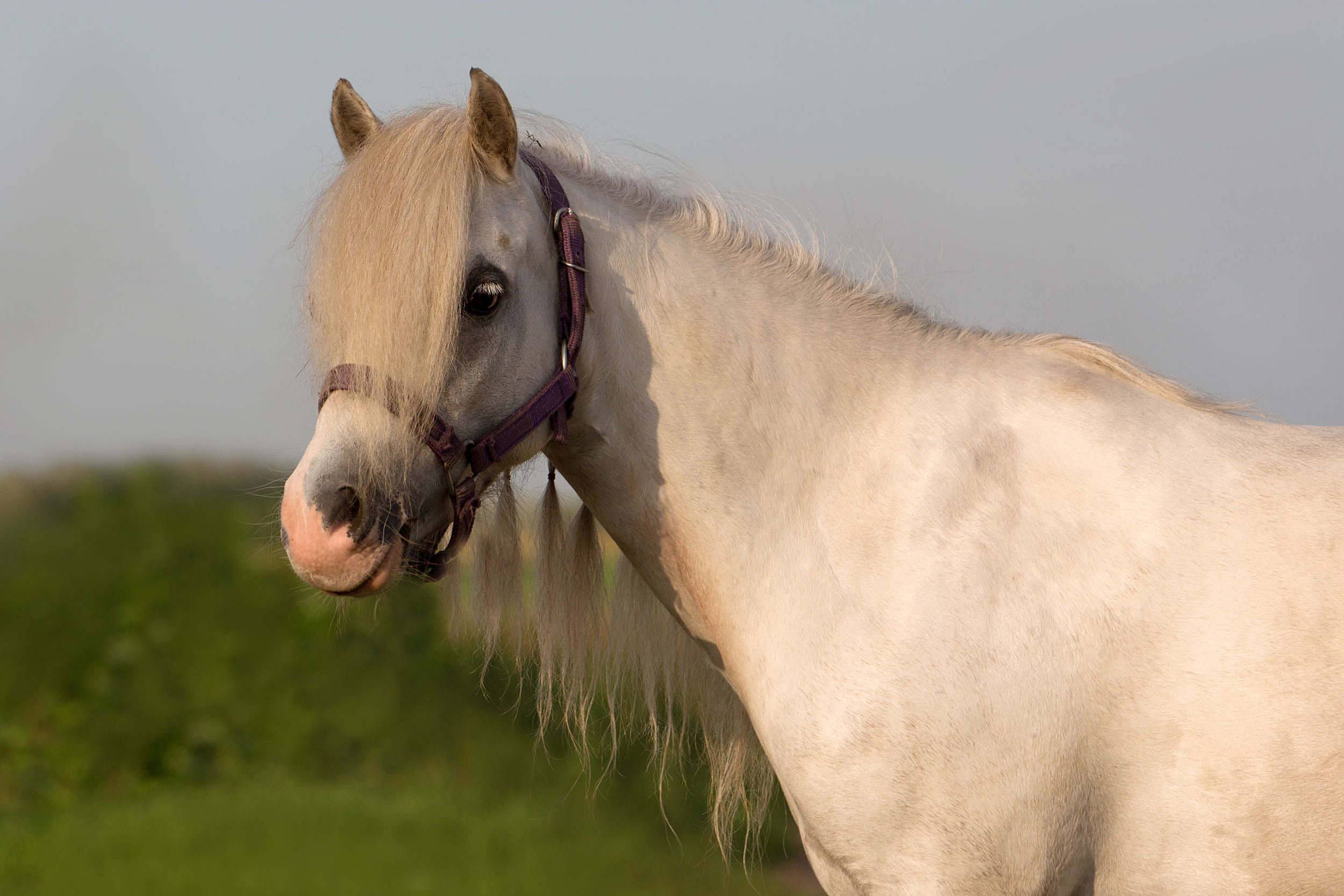 СЪЕМКА ЛОШАДЕЙ. Конный фотограф в Красноярске — Любовь Похабова