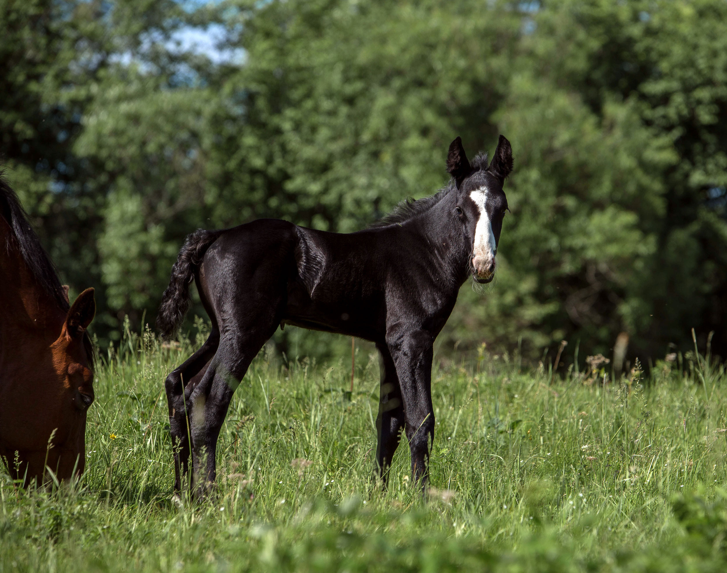 Табун — Балабаново. Конный фотограф в Красноярске — Любовь Похабова