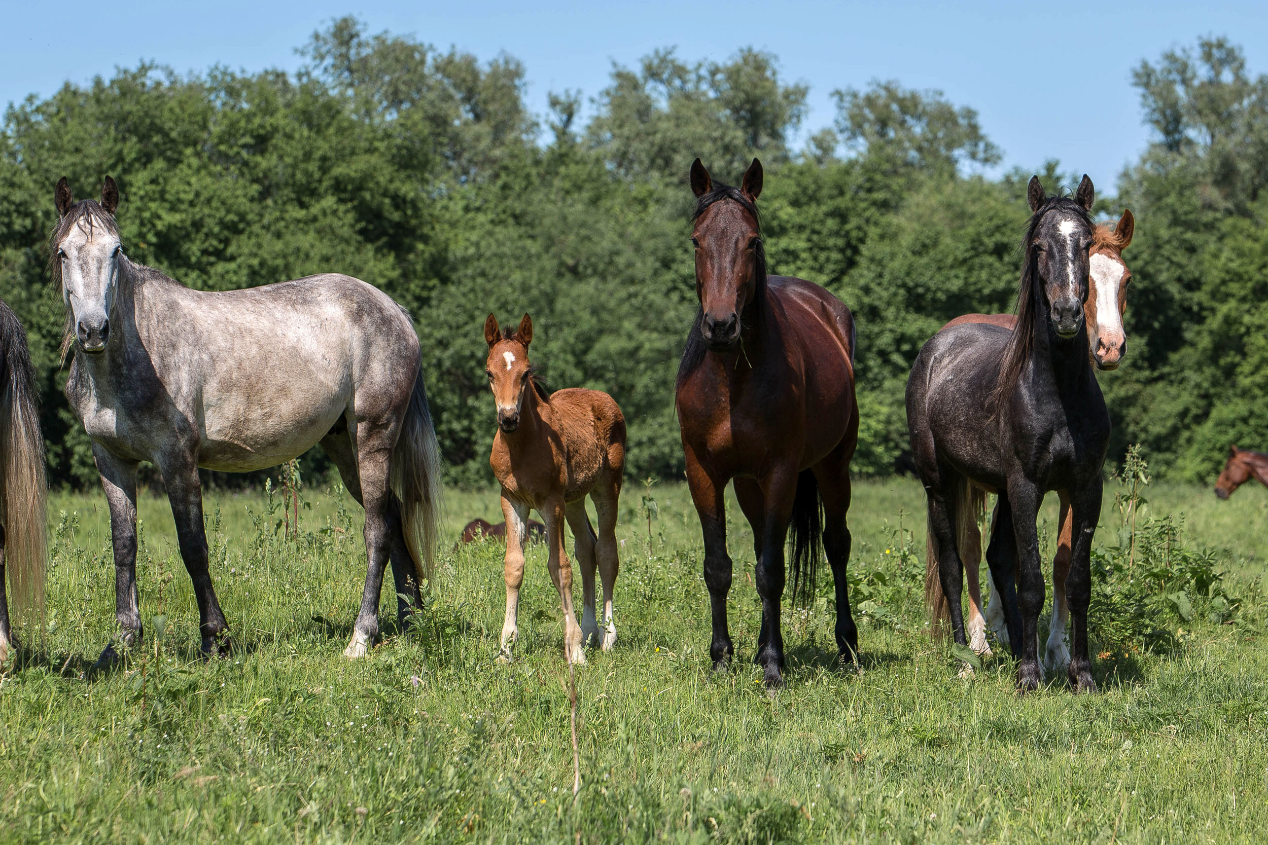 Табун — Балабаново. Конный фотограф в Красноярске — Любовь Похабова