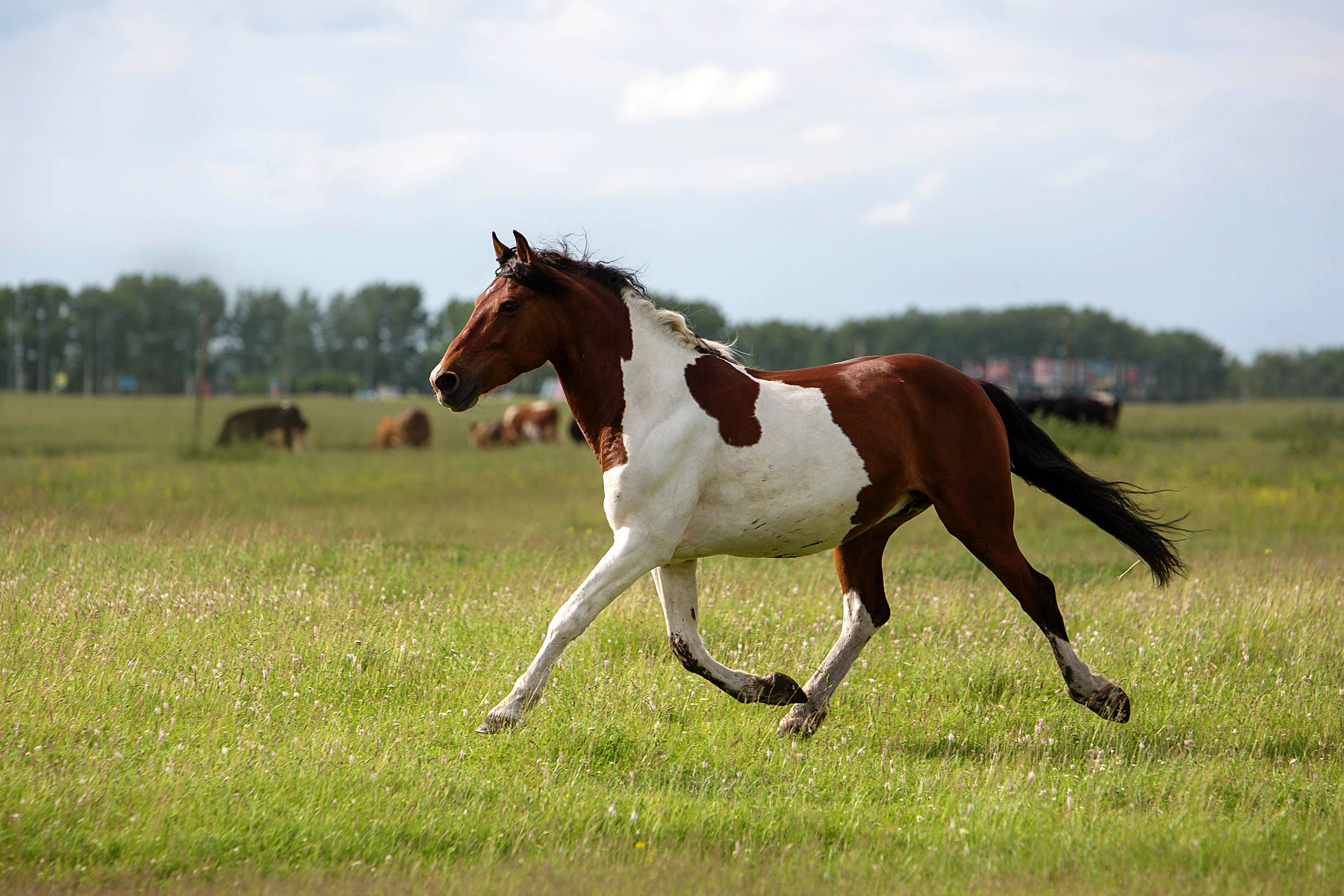 Конюшня в Дрокино. Конный фотограф в Красноярске — Любовь Похабова