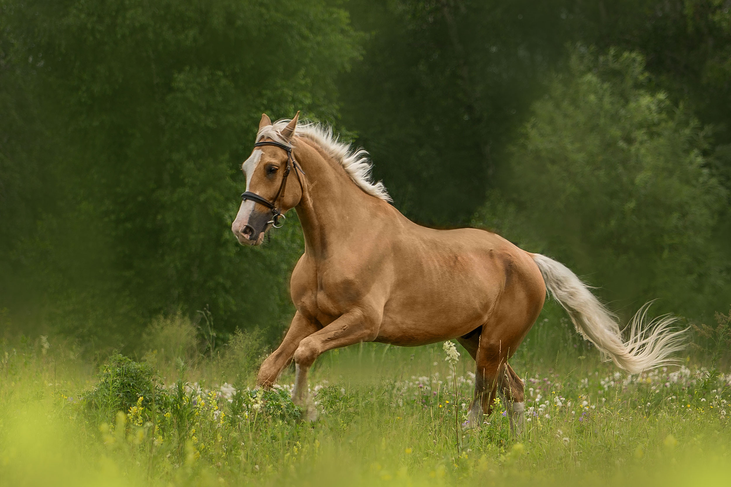 СЪЕМКА ЛОШАДЕЙ. Конный фотограф в Красноярске — Любовь Похабова