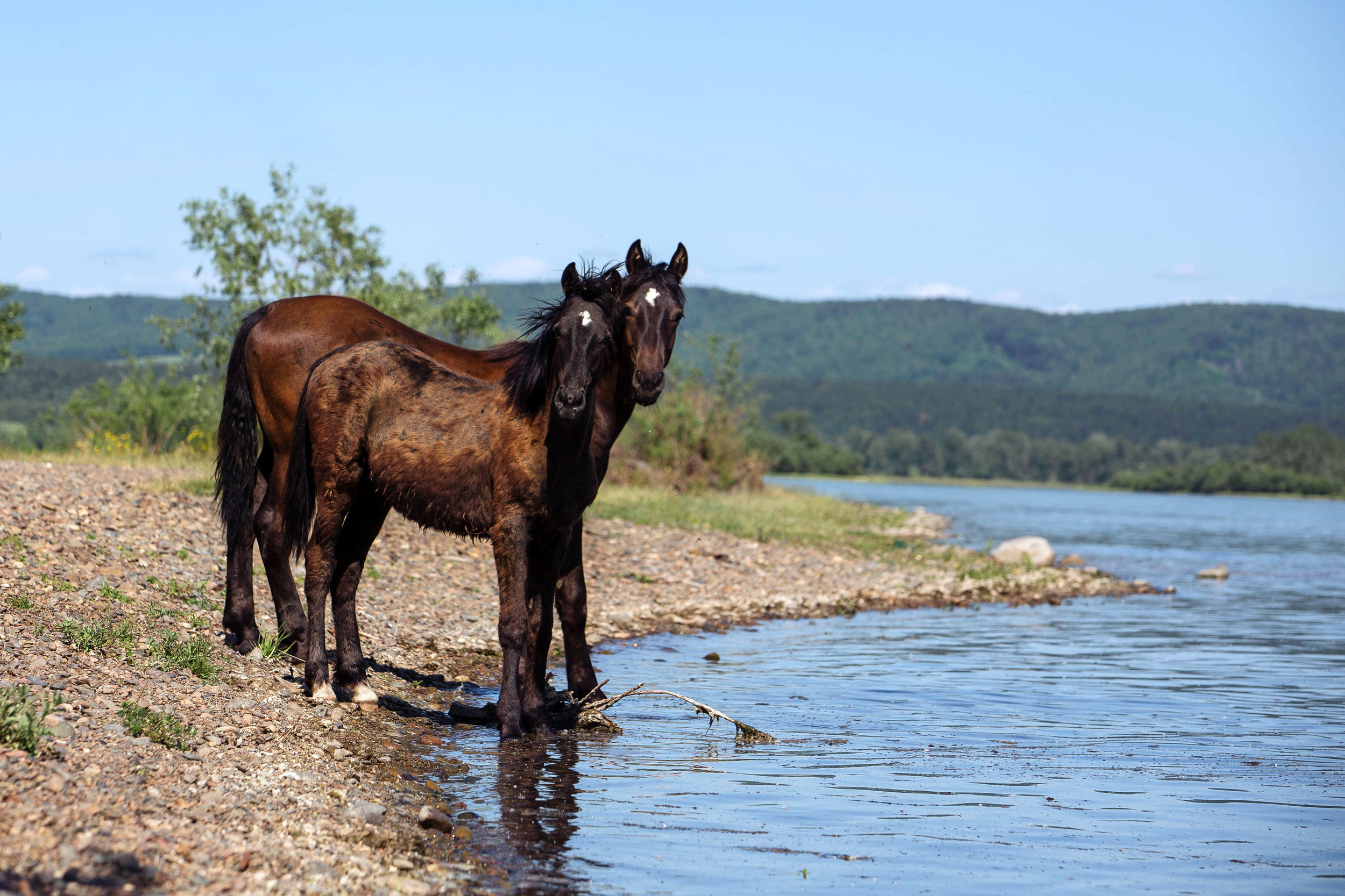 Табун — Балабаново. Конный фотограф в Красноярске — Любовь Похабова
