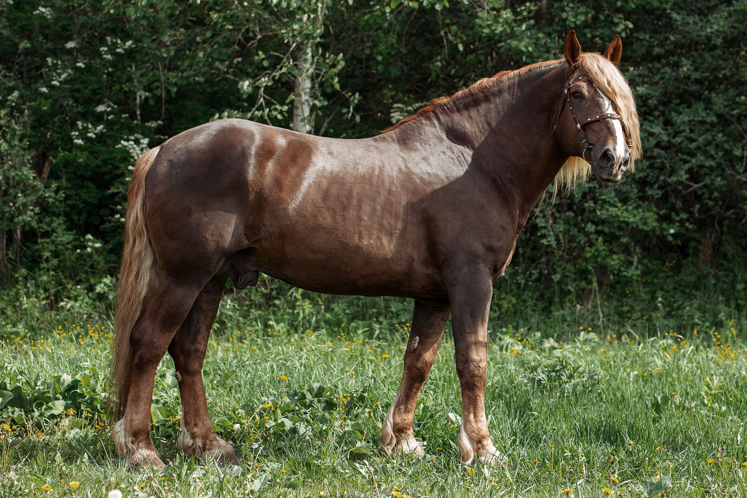 Табун — Балабаново. Конный фотограф в Красноярске — Любовь Похабова