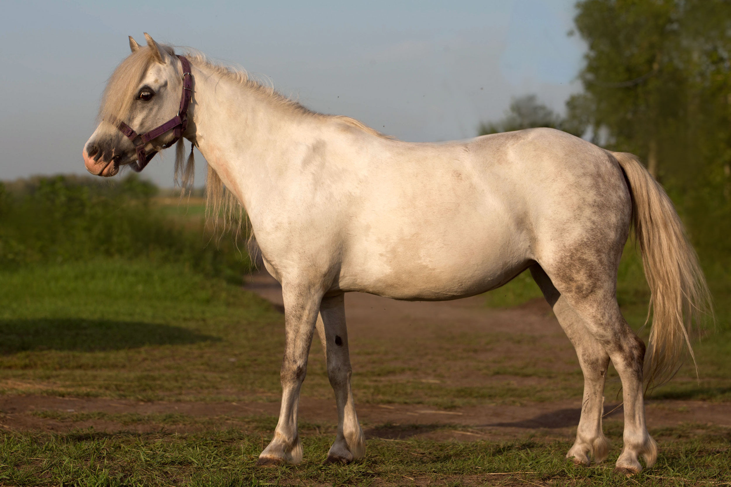 СЪЕМКА ЛОШАДЕЙ. Конный фотограф в Красноярске — Любовь Похабова