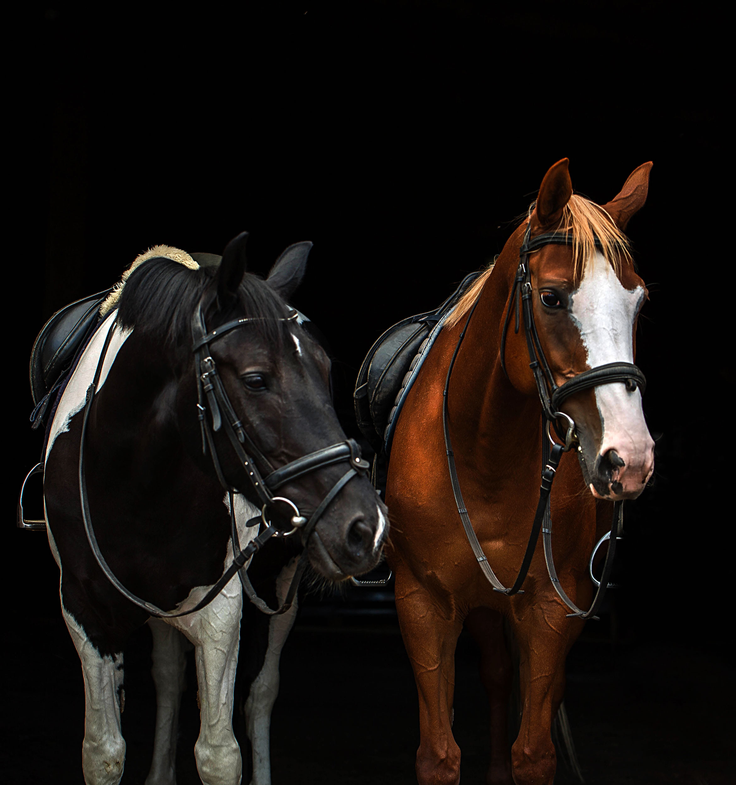 СЪЕМКА ЛОШАДЕЙ. Конный фотограф в Красноярске — Любовь Похабова