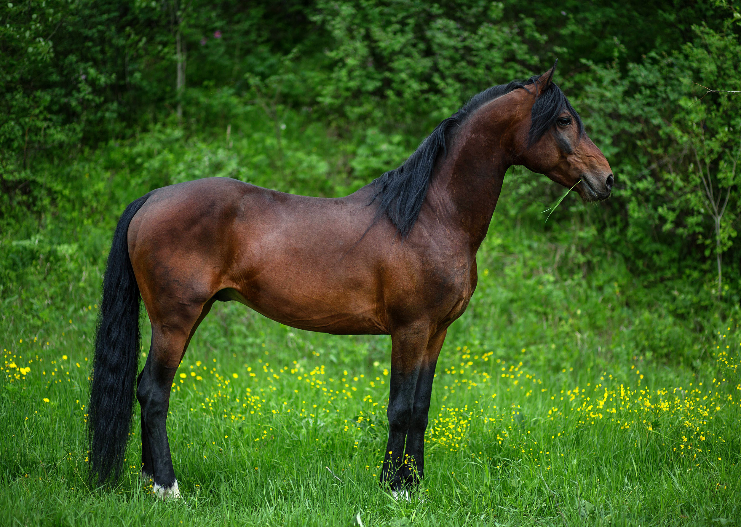 Табун — Балабаново. Конный фотограф в Красноярске — Любовь Похабова