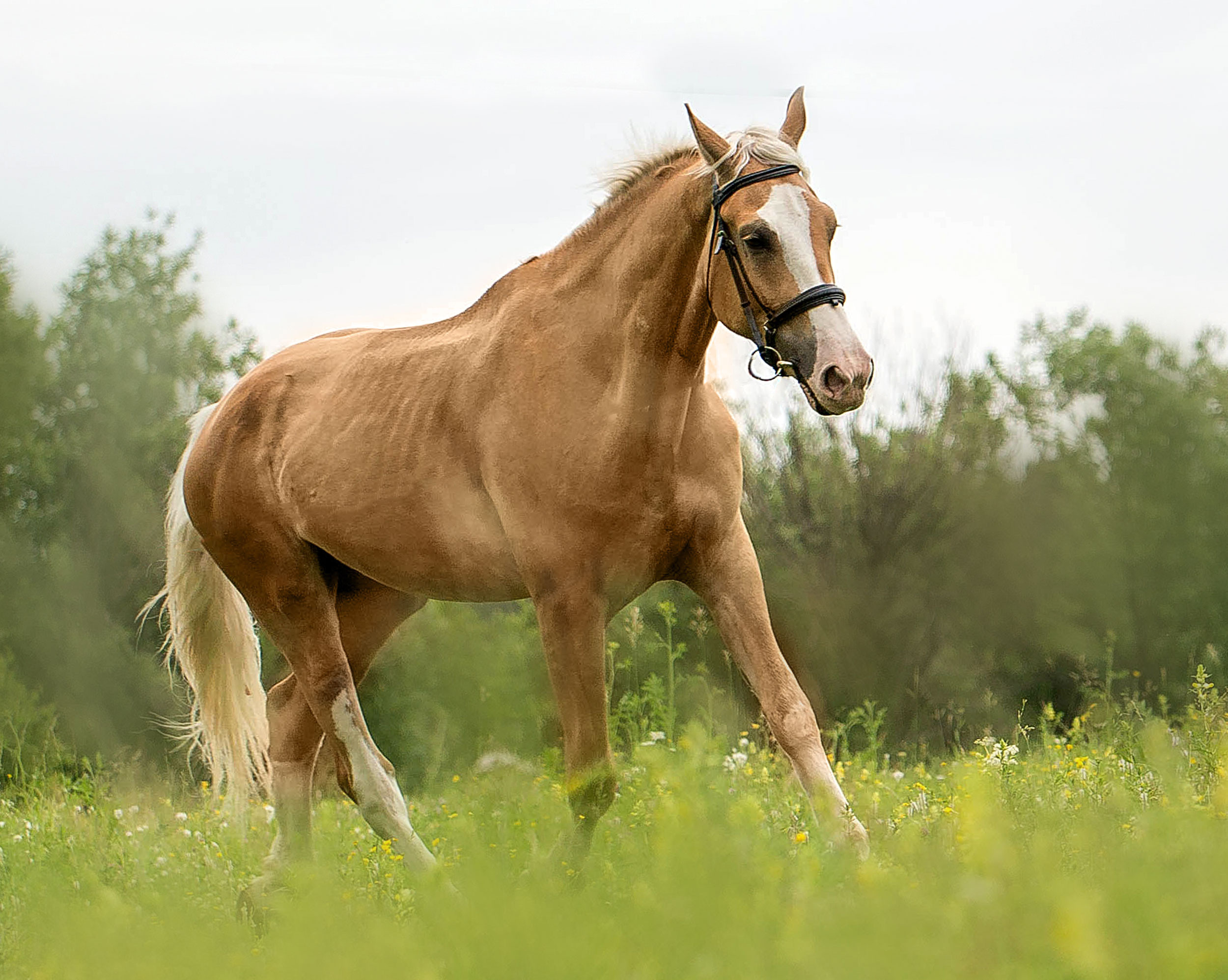 СЪЕМКА ЛОШАДЕЙ. Конный фотограф в Красноярске — Любовь Похабова