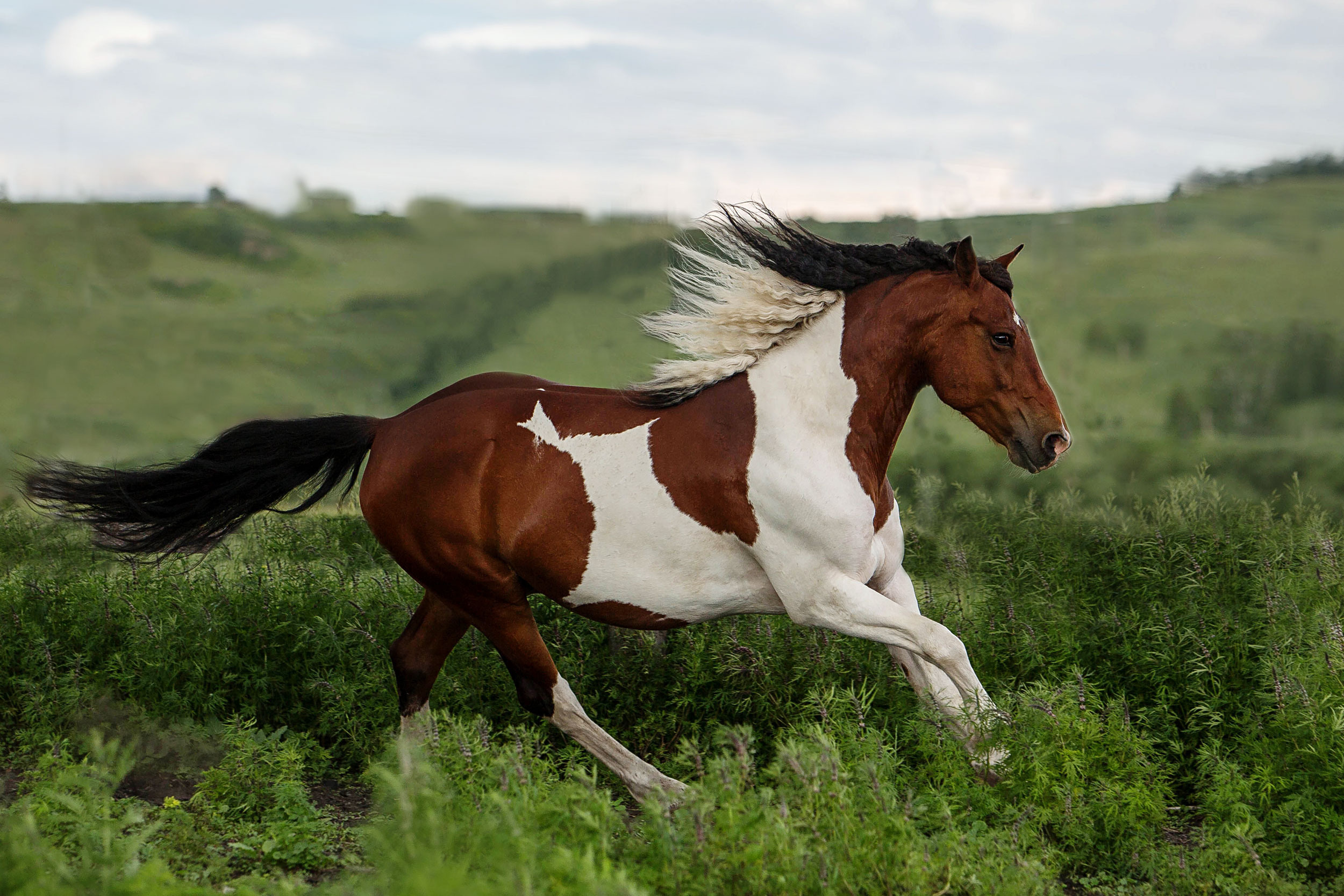 Конюшня в Дрокино. Конный фотограф в Красноярске — Любовь Похабова