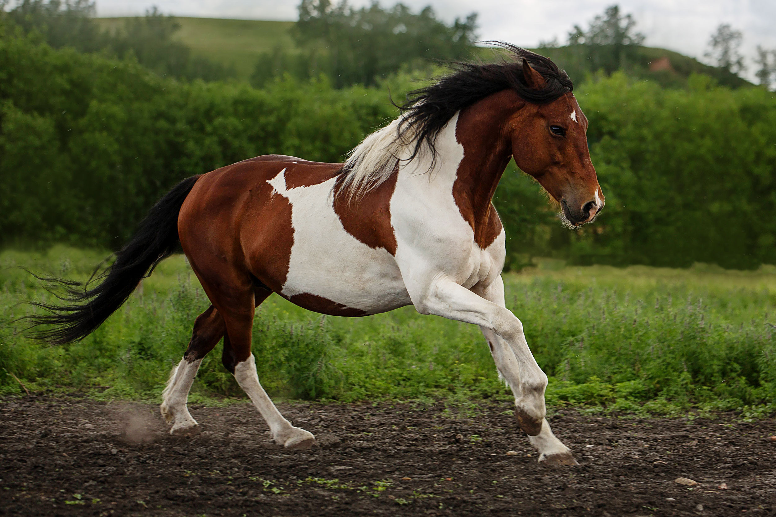 Конюшня в Дрокино. Конный фотограф в Красноярске — Любовь Похабова