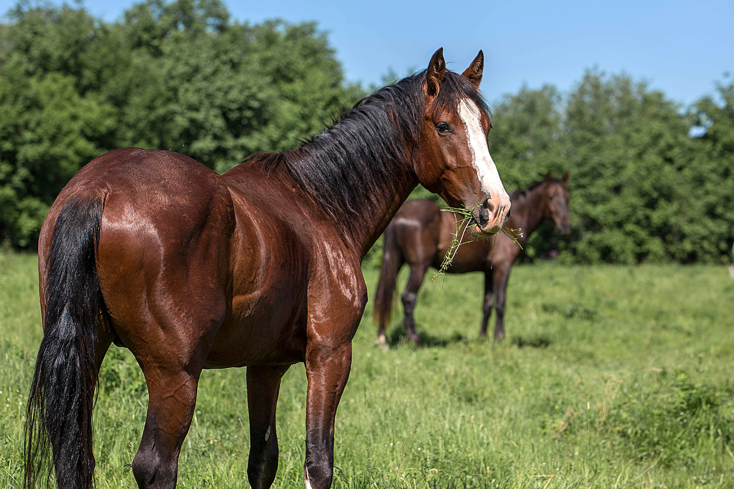 Табун — Балабаново. Конный фотограф в Красноярске — Любовь Похабова