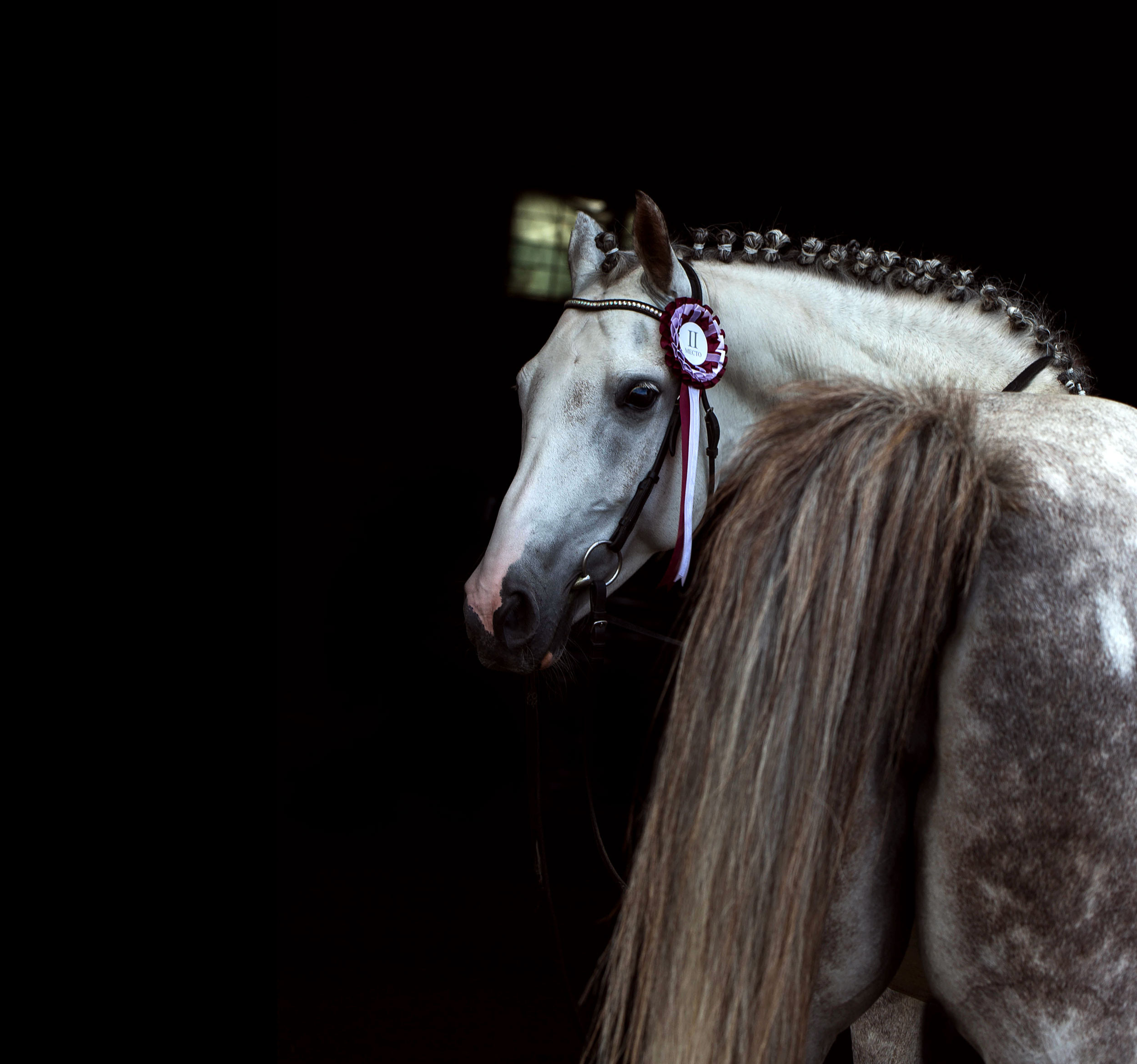 СЪЕМКА ЛОШАДЕЙ. Конный фотограф в Красноярске — Любовь Похабова