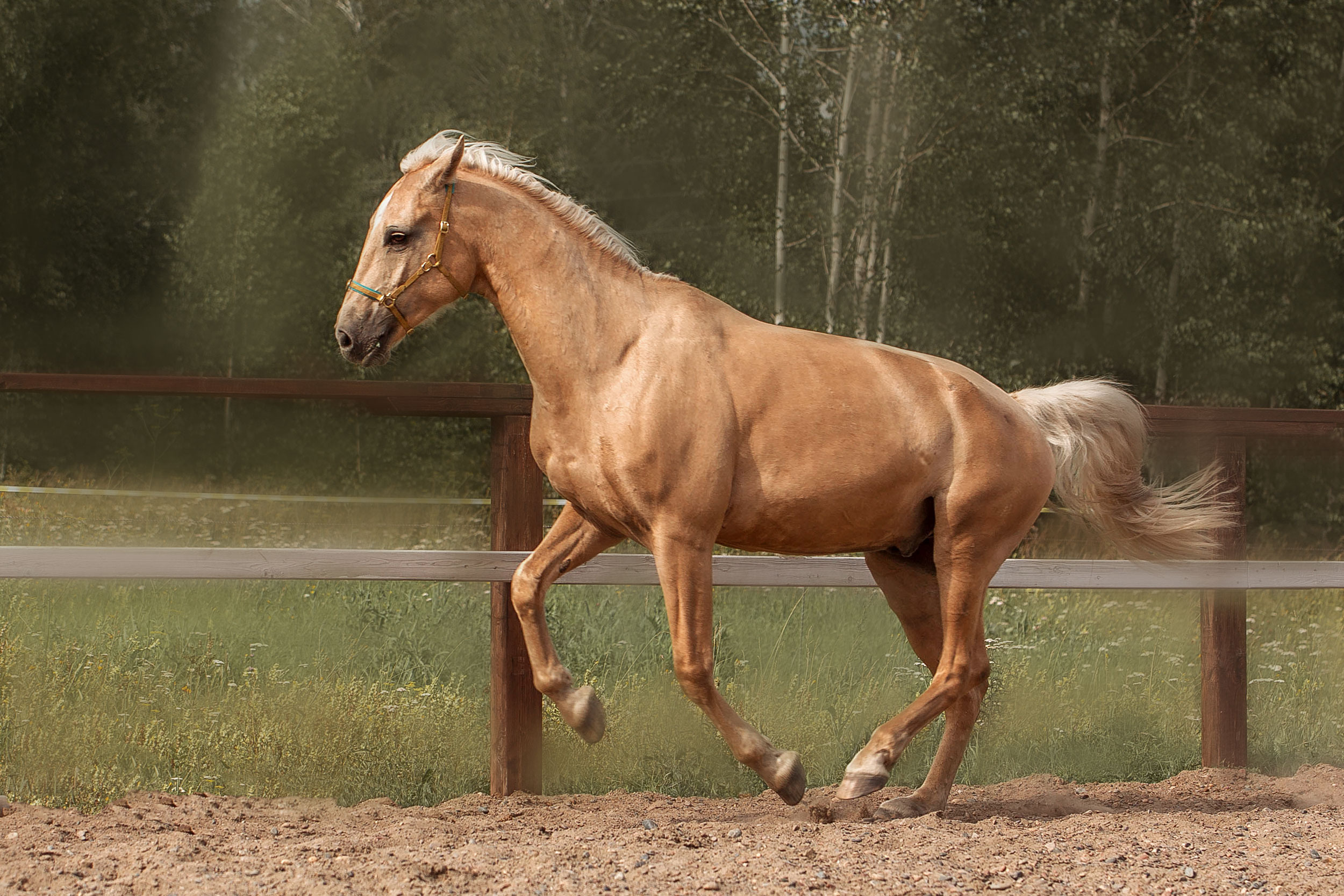 СЪЕМКА ЛОШАДЕЙ. Конный фотограф в Красноярске — Любовь Похабова