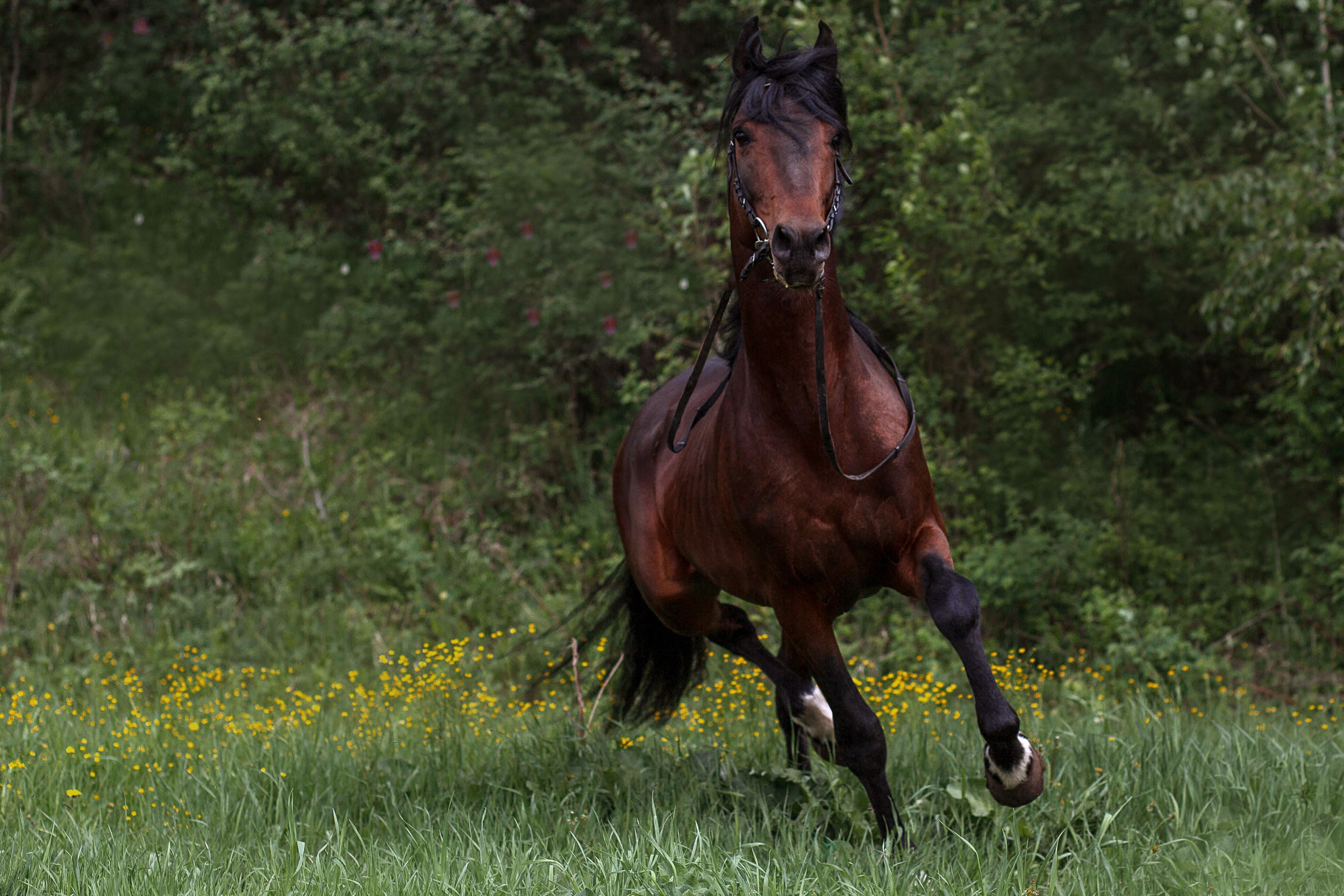 Табун — Балабаново. Конный фотограф в Красноярске — Любовь Похабова