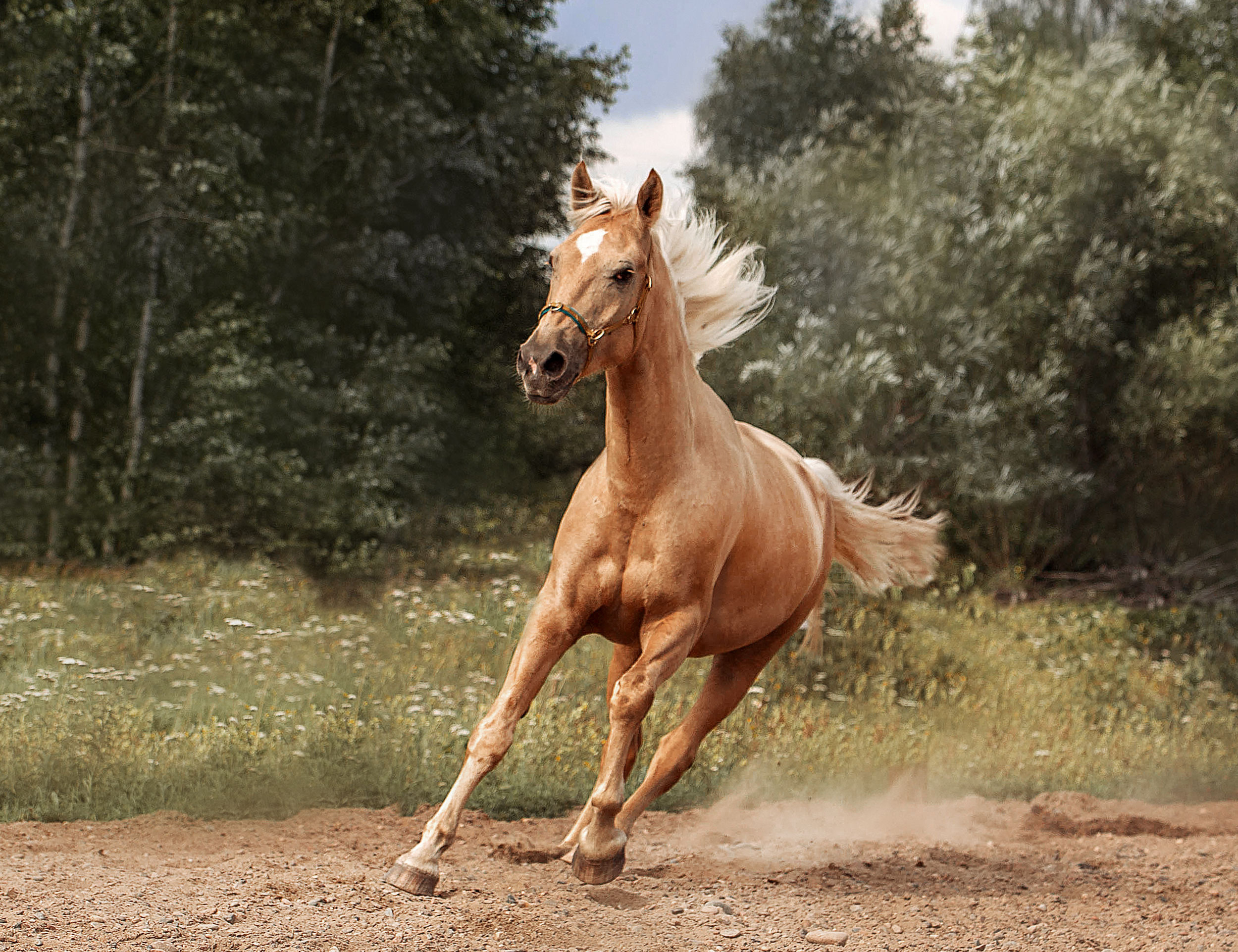 СЪЕМКА ЛОШАДЕЙ. Конный фотограф в Красноярске — Любовь Похабова
