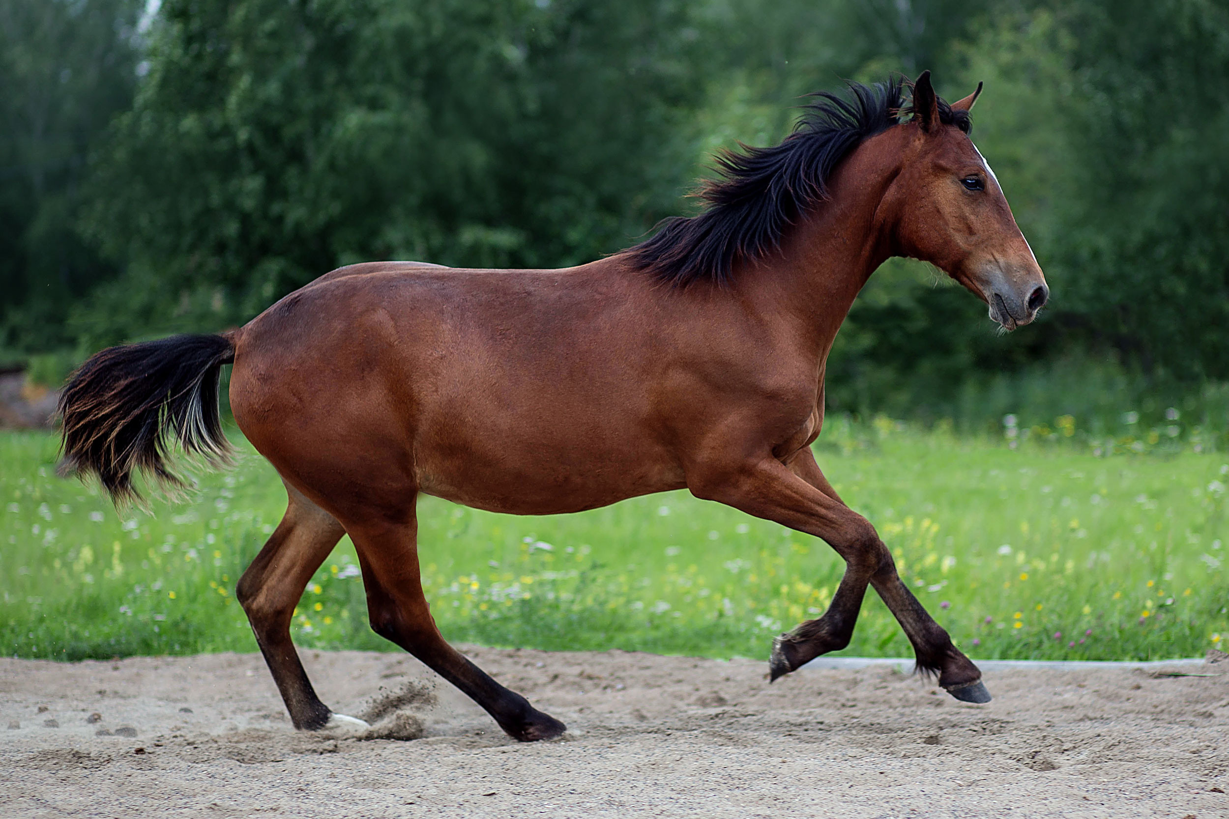 База отдыха Бабушкина дача. Конный фотограф в Красноярске — Любовь Похабова