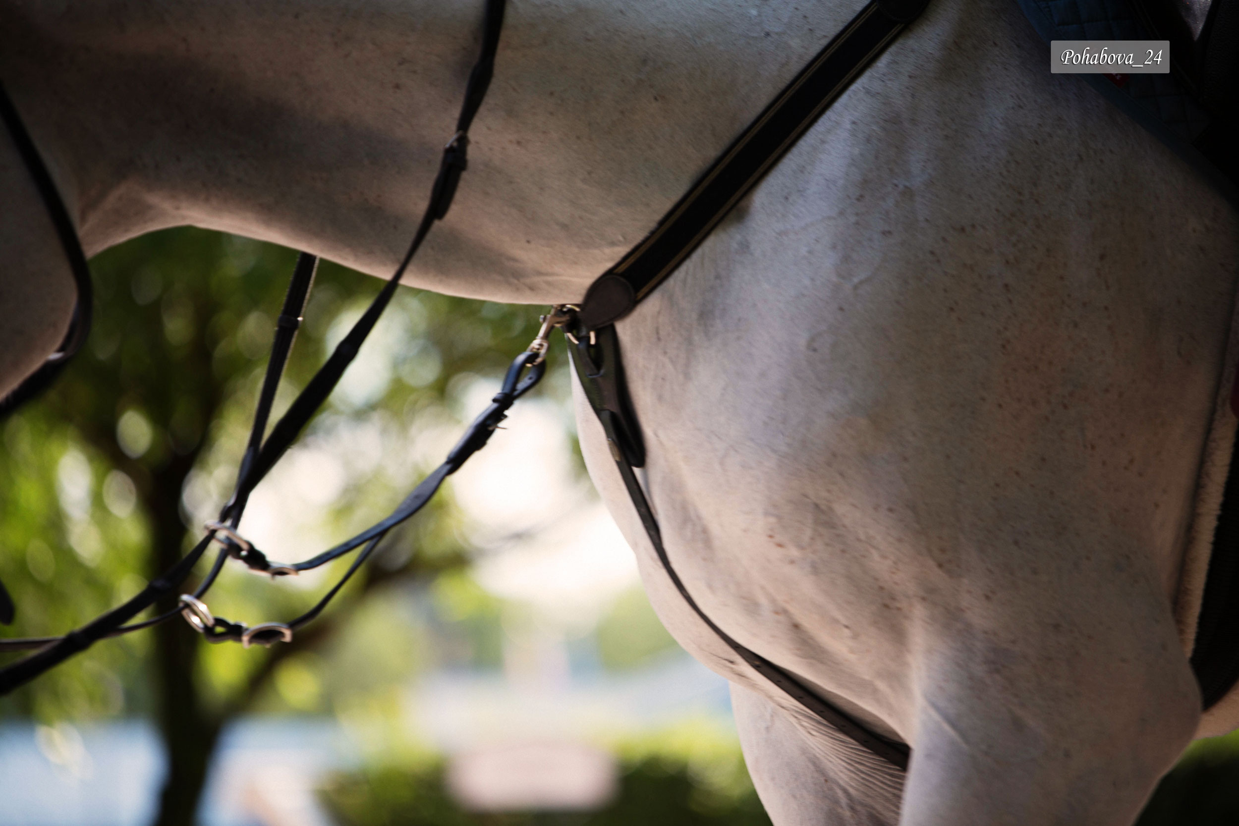Г. СПБ КСК «Вента-Арена». Конный фотограф в Красноярске — Любовь Похабова