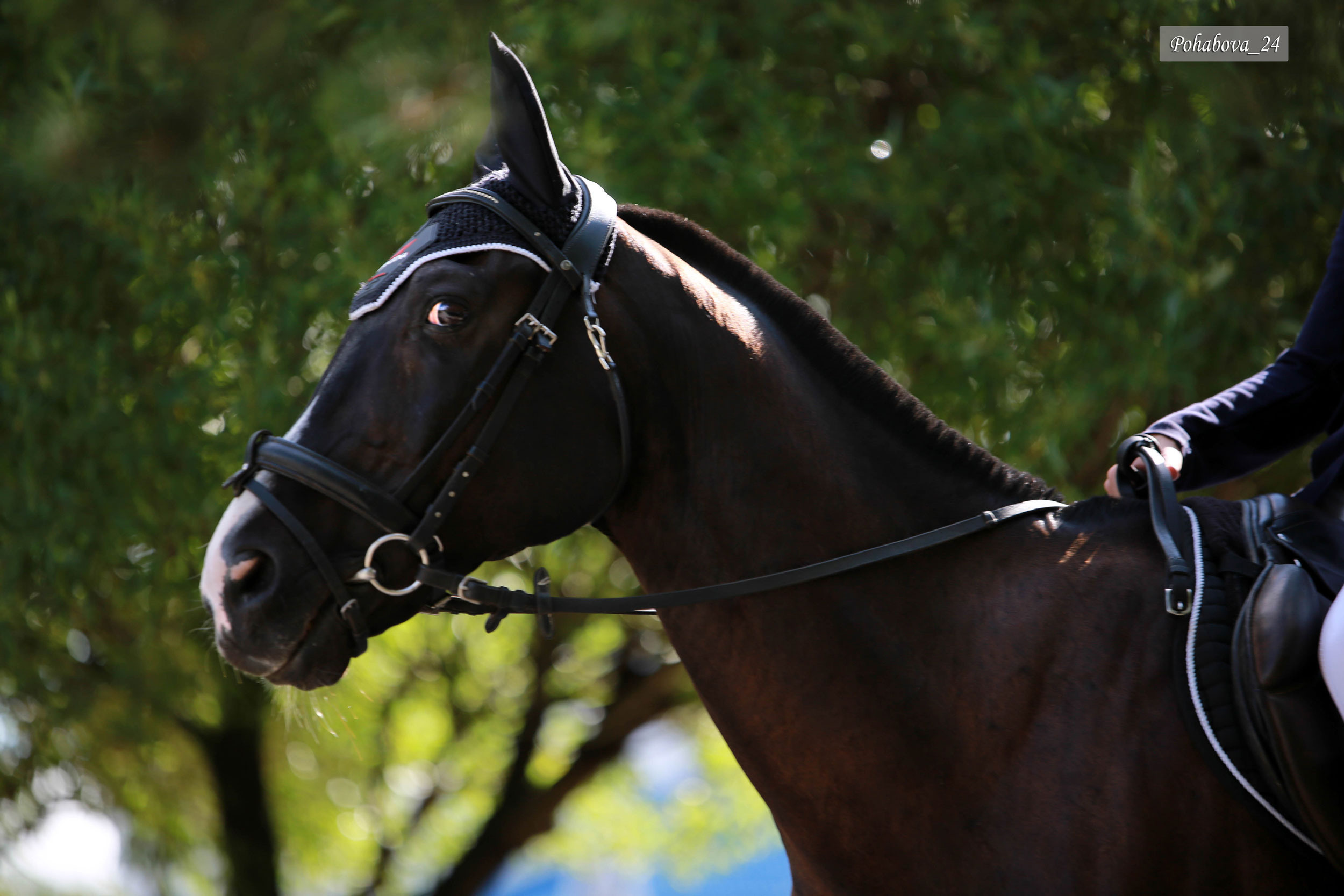Г. СПБ КСК «Вента-Арена». Конный фотограф в Красноярске — Любовь Похабова