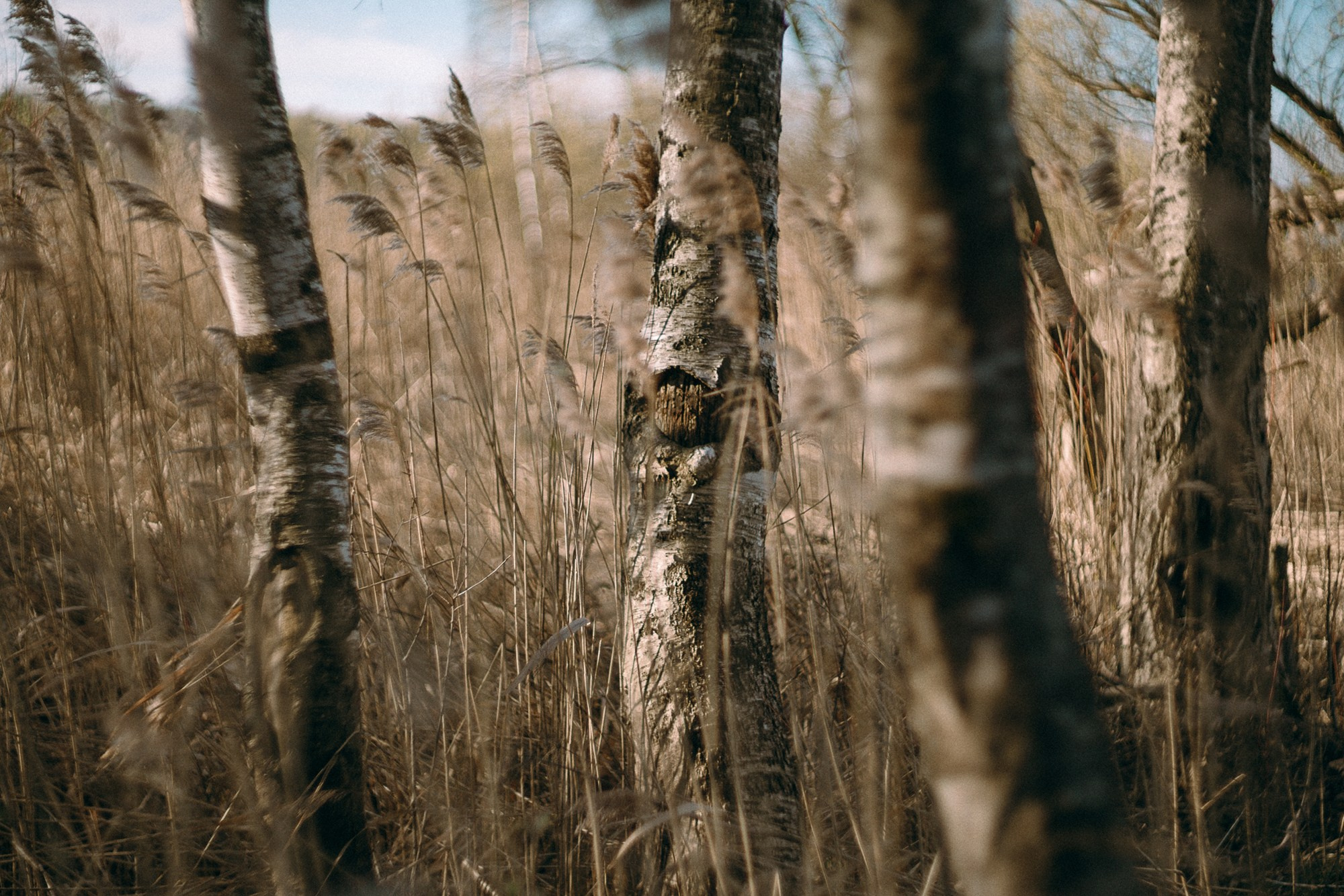Наташа и Сириус. Фотограф анималист в Москве и Санкт-Петербурге Свиридова Анна