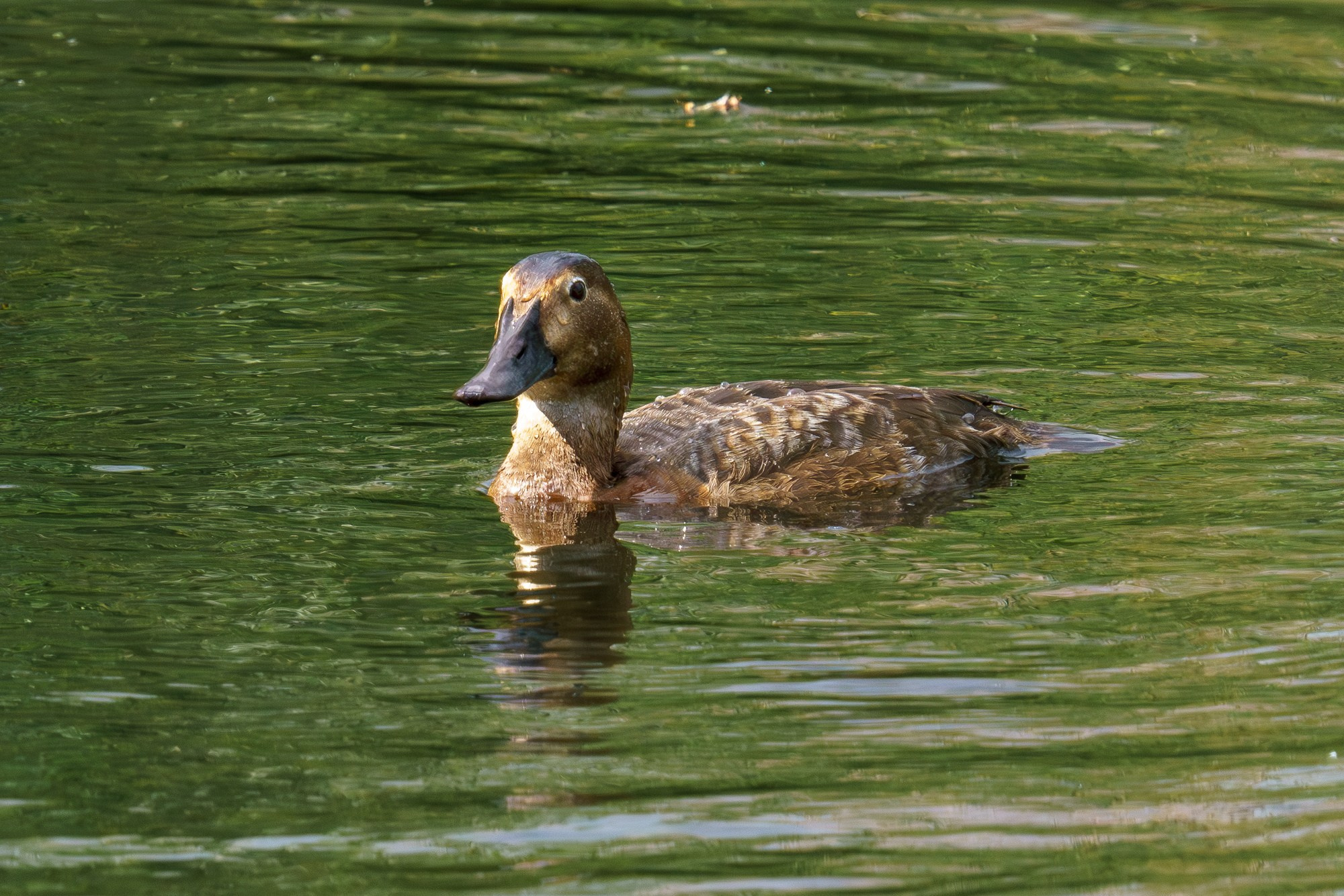 Удивительные мир птиц. Вокруг нас столько прекрасного — присмотритесь!. Ваш личный фотограф Марина Волкова