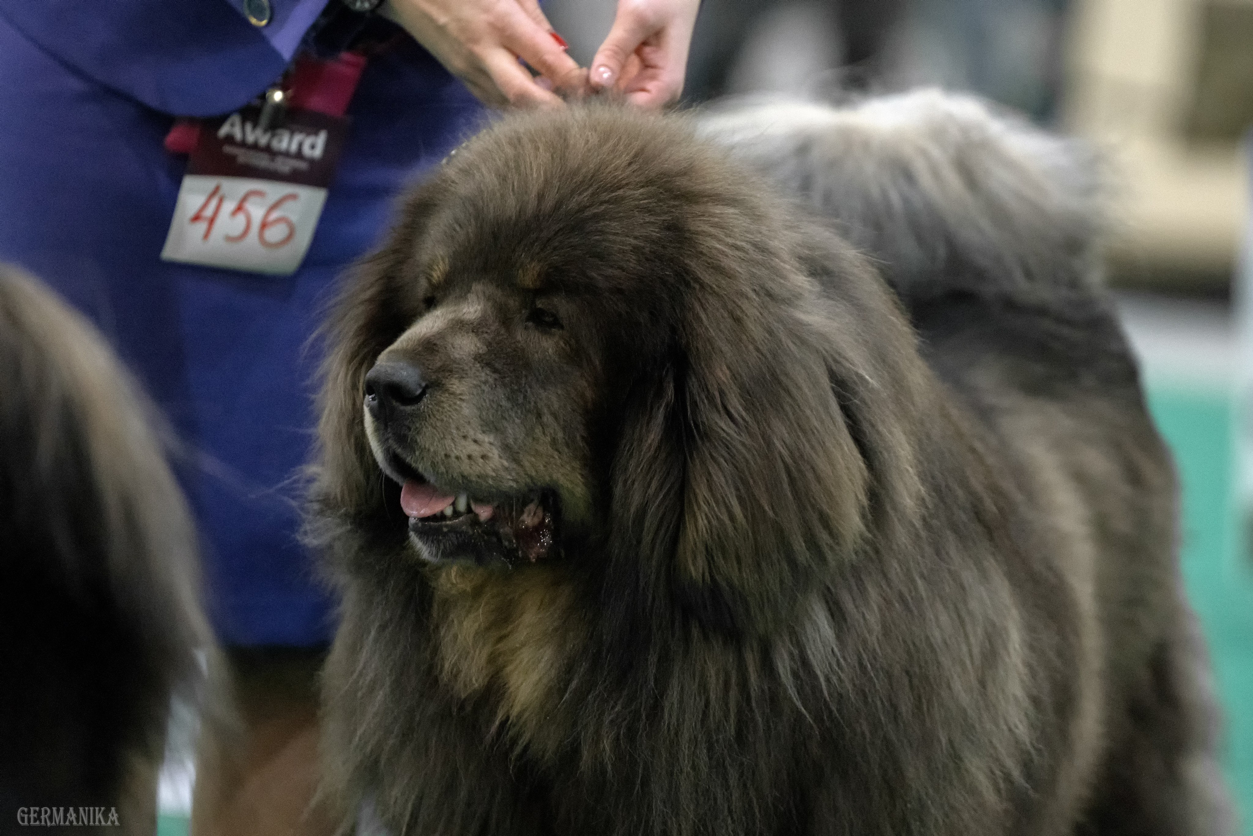 Сабанеевка 26-27.01.2024. Фотограф-анималист Юлия Германика