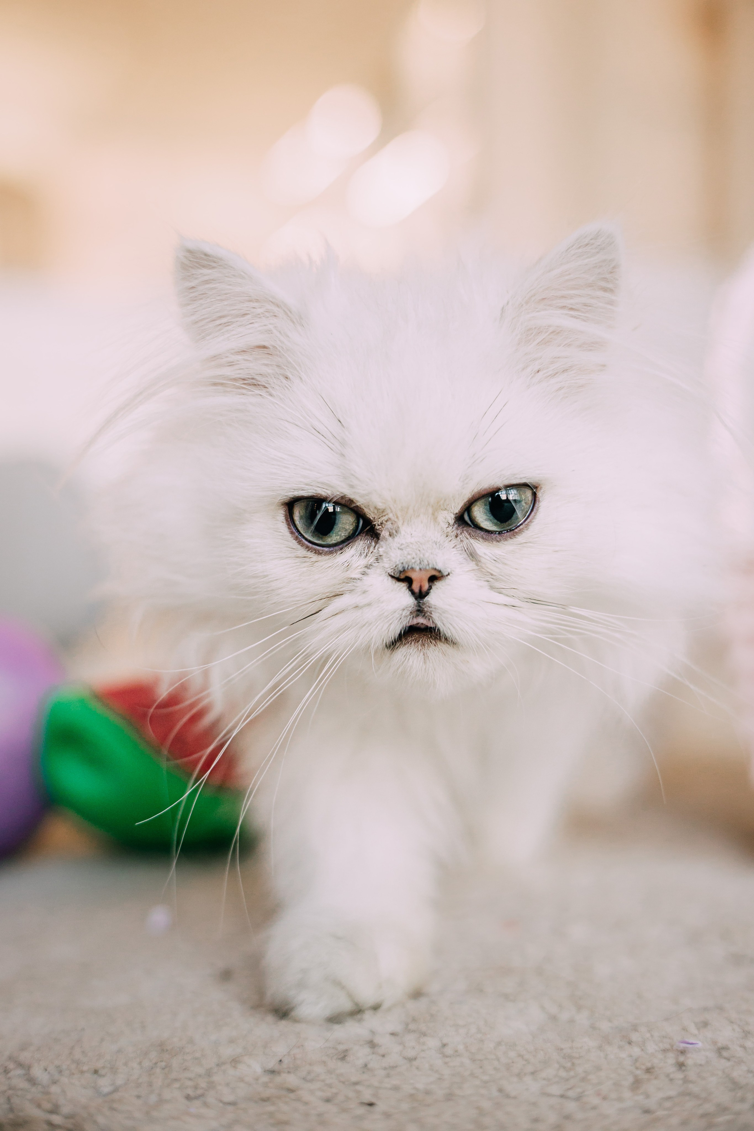 Султан, Мэй Мэй и Шанталь и их семья