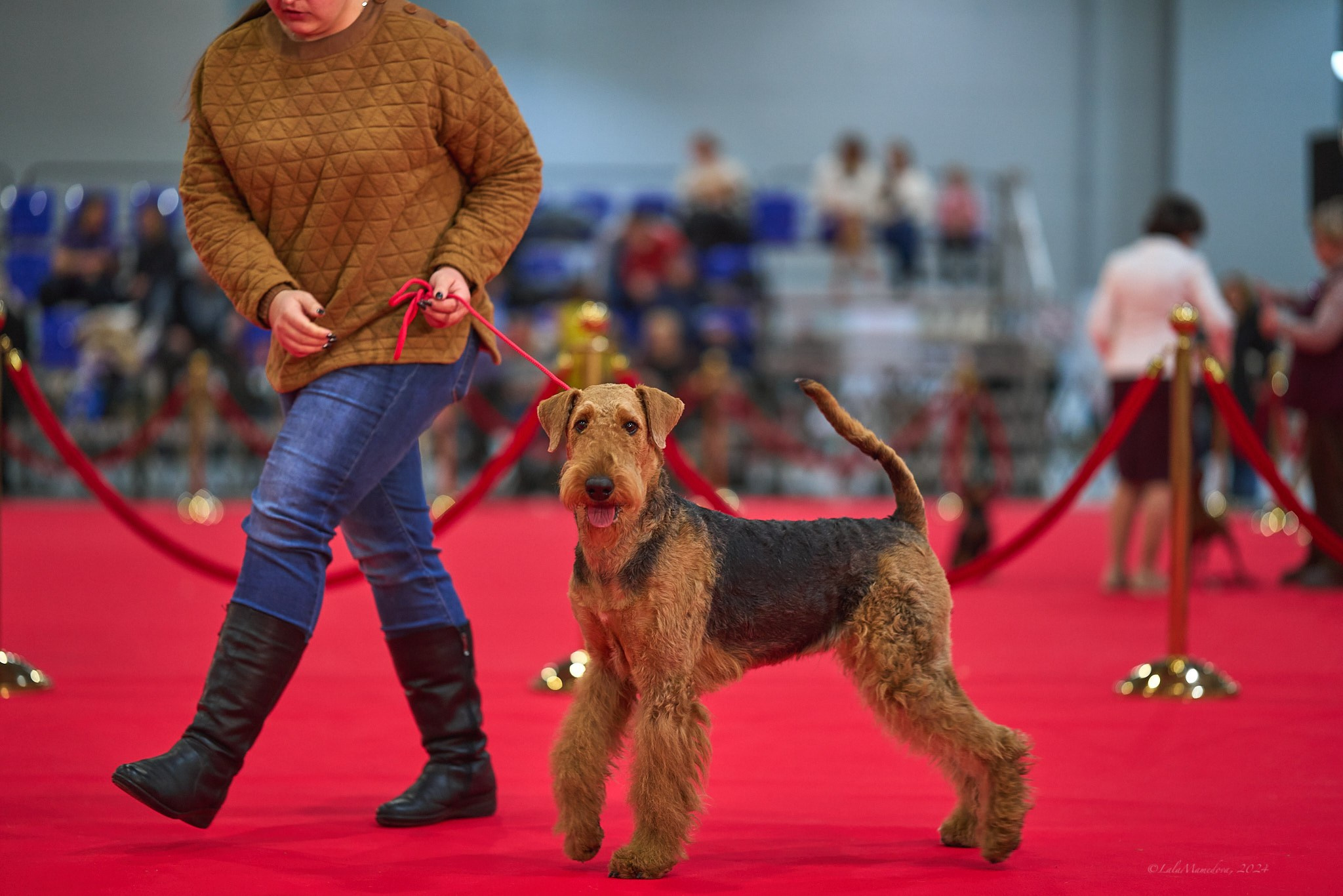 Эрдельтерьер Лана на Выставке "Лучшие Собаки России 2024"