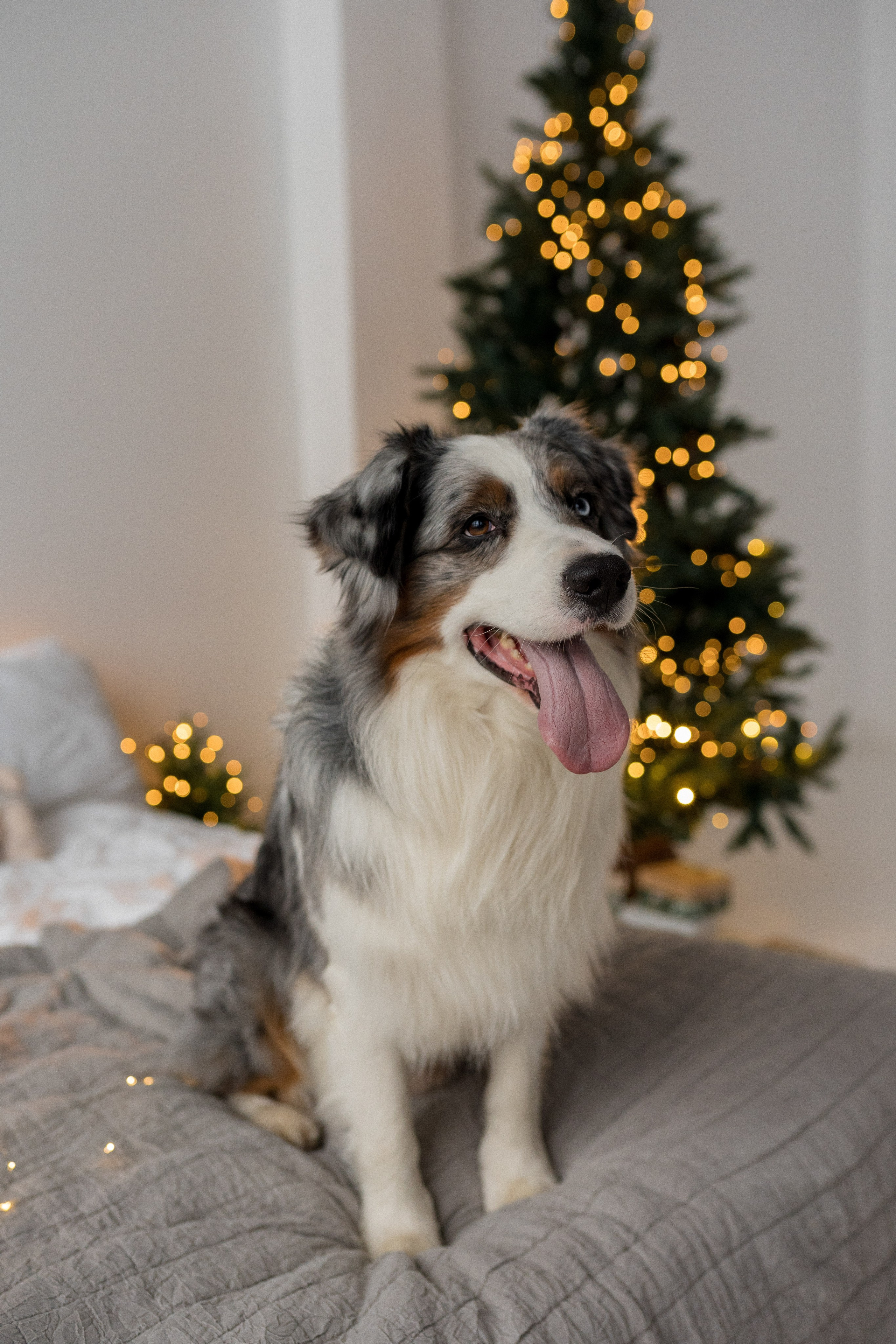 Новогоднее студия. Свадебный фотограф в Москве Анна Полушина