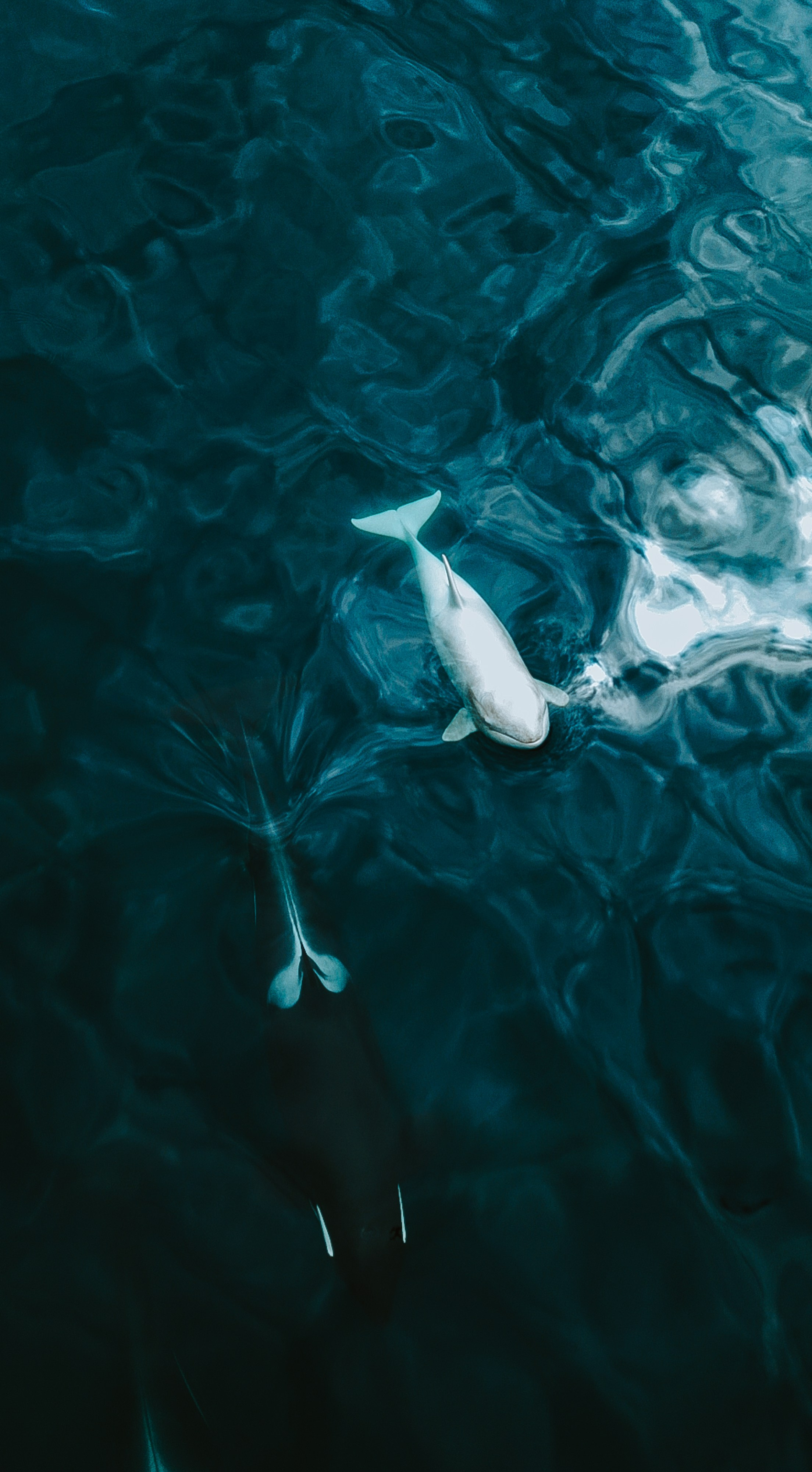 Airphoto. Николай Филиппов Event & Concert Photographer Москвf