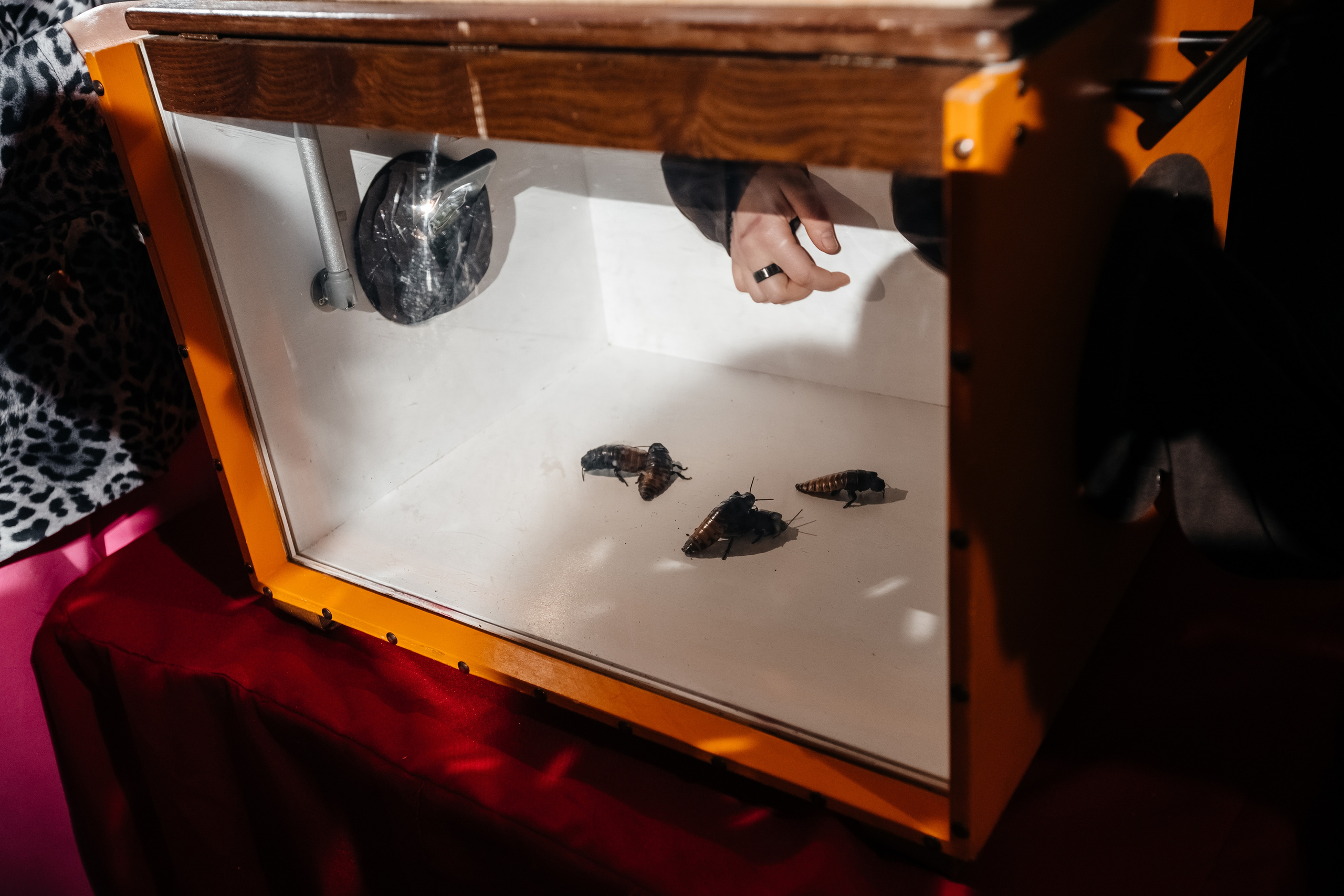 Юбилей Алисы