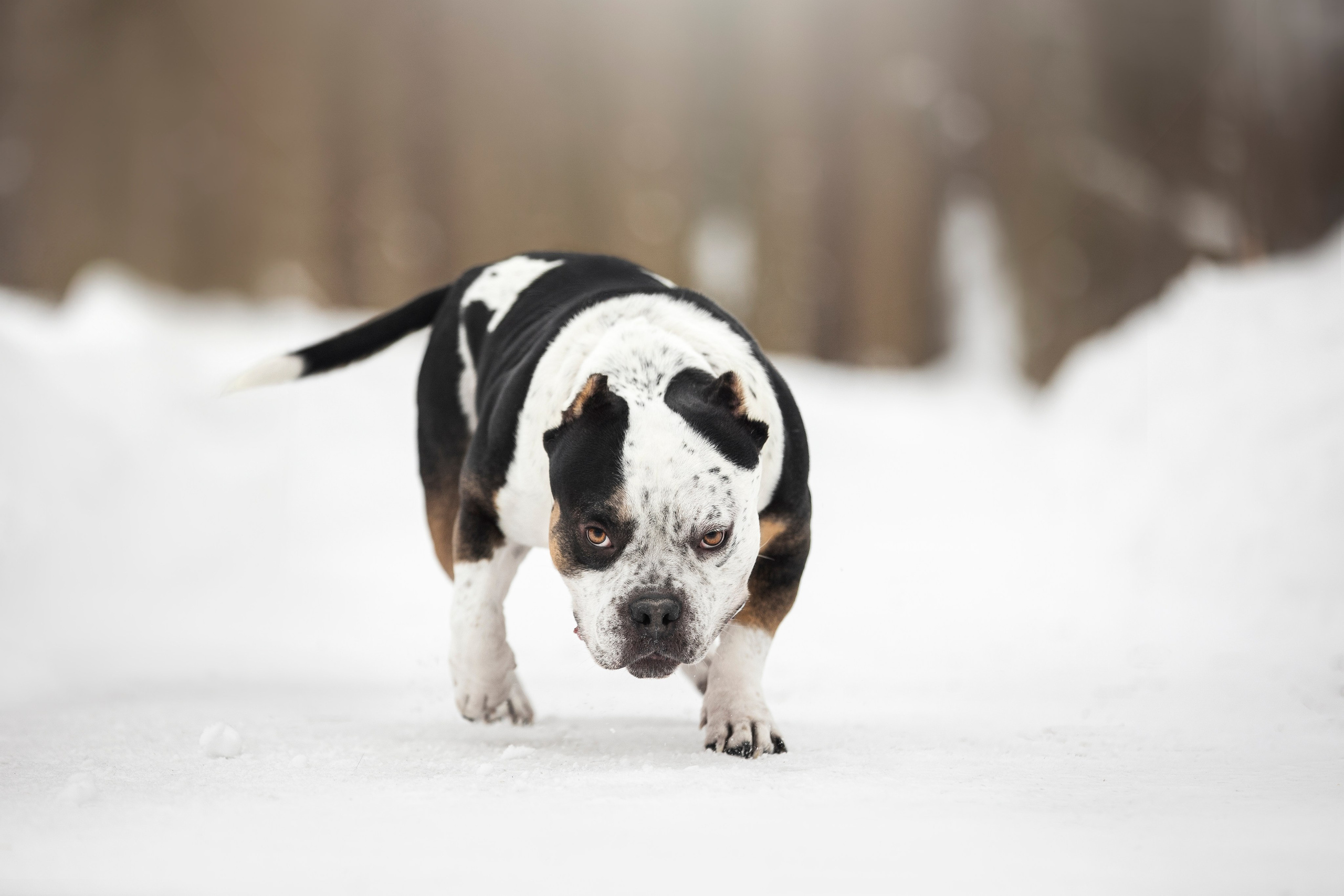 Американские булли. Фотограф анималист в Москве Майорова Евгения