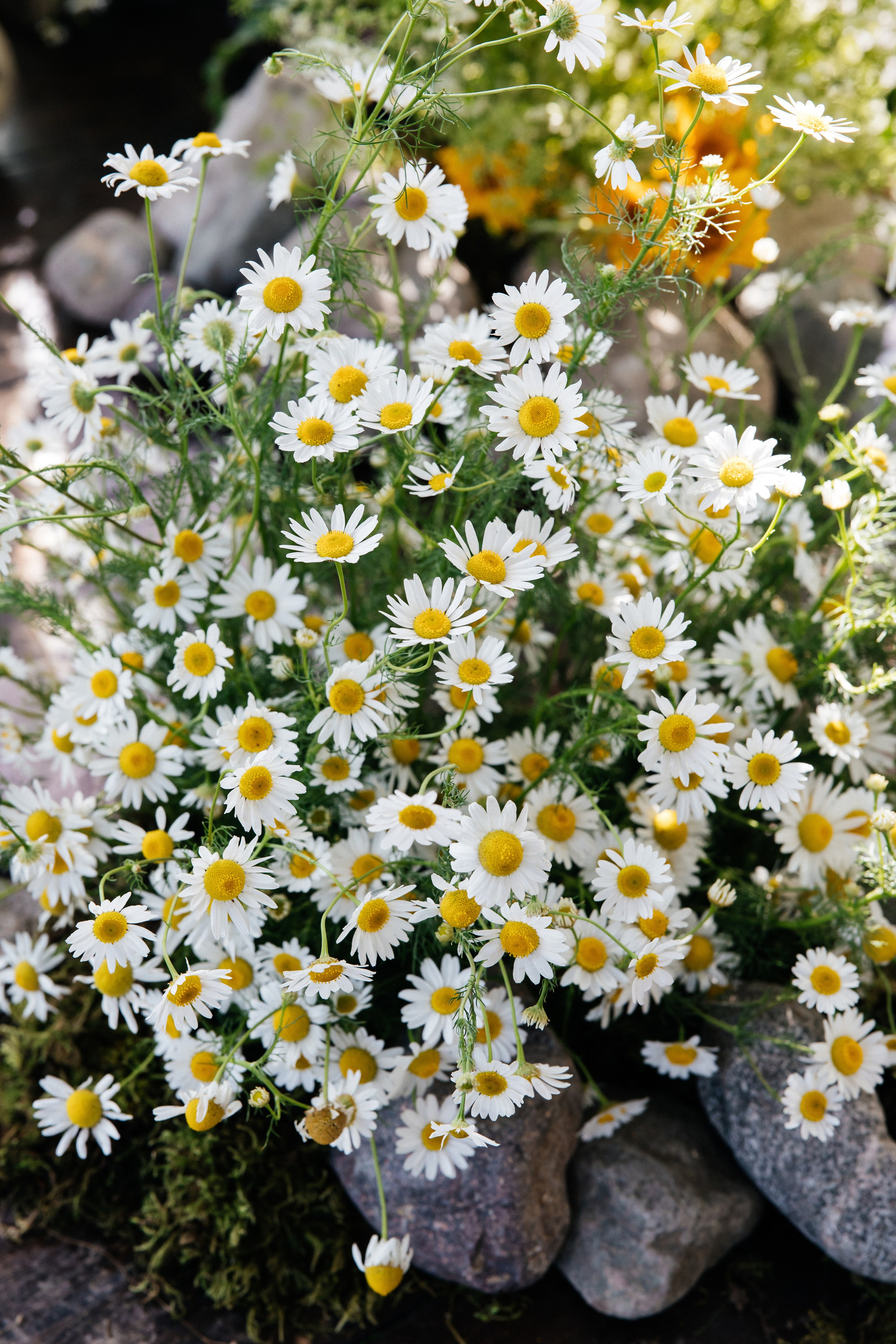 Tamika & Ludvig. Zhandos Berikov