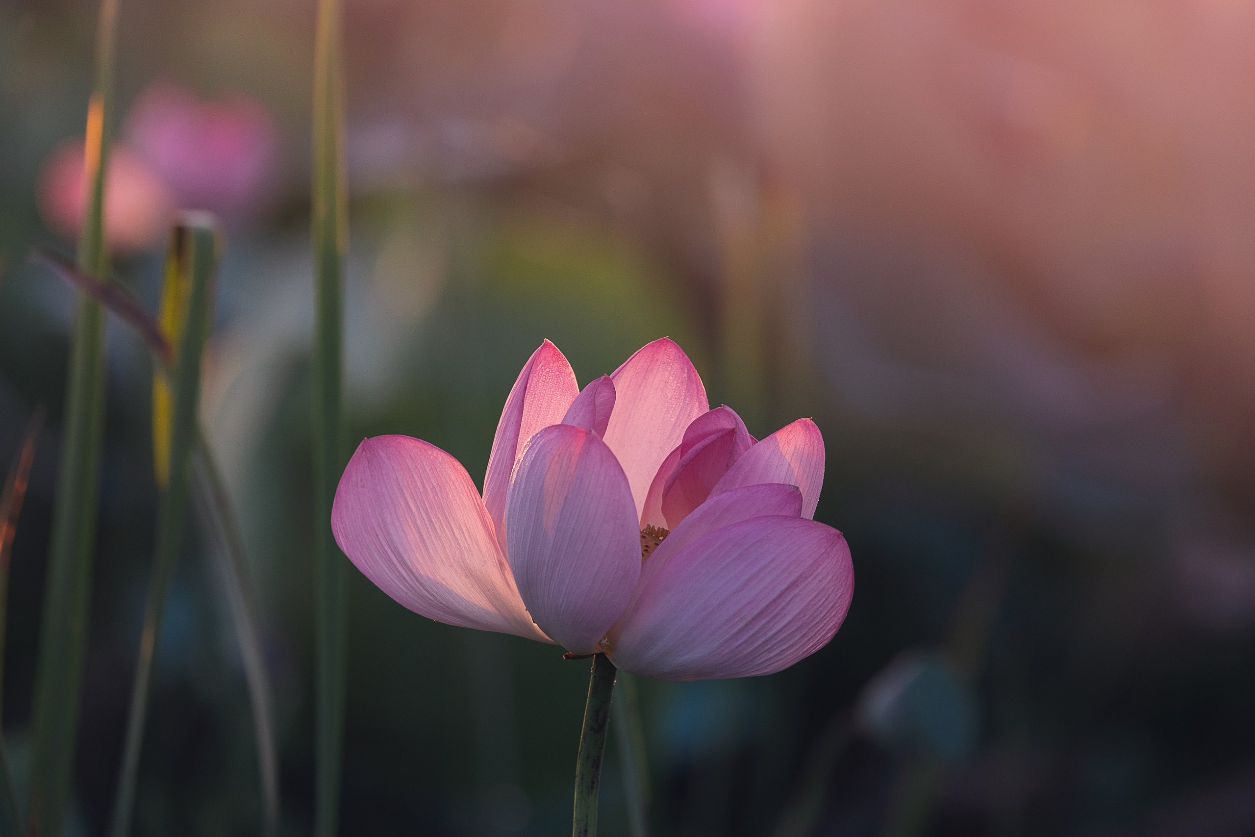 Астраханская область 2025 | Фотограф Дмитрий Купрацевич. Дмитрий Купрацевич профессиональный пейзажный и travel-фотограф