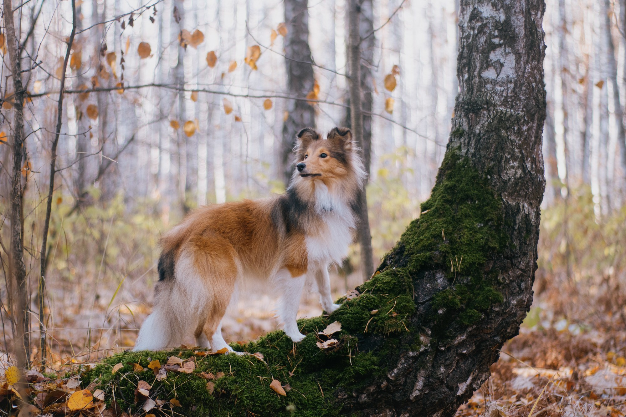 Анна и Габи. Фотограф в Тюмени Лизавета Сапицкая