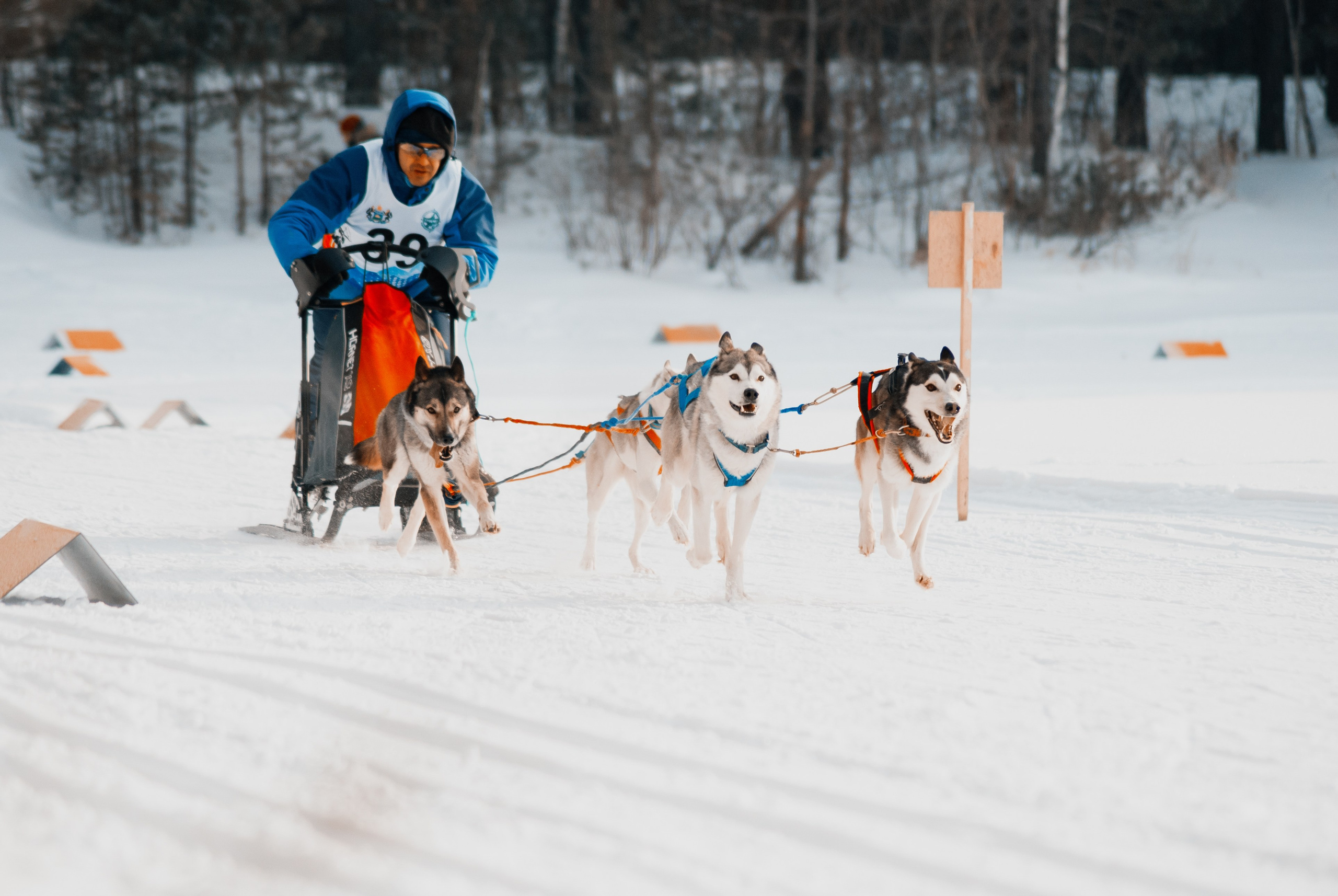 Ездовой спорт. Фотограф в Тюмени Лизавета Сапицкая