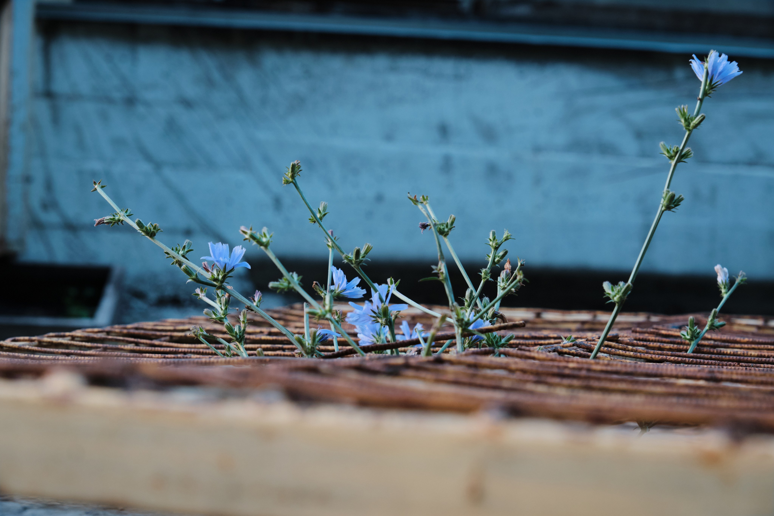 Академ-городок и ботанический сад. Goncharov Tim