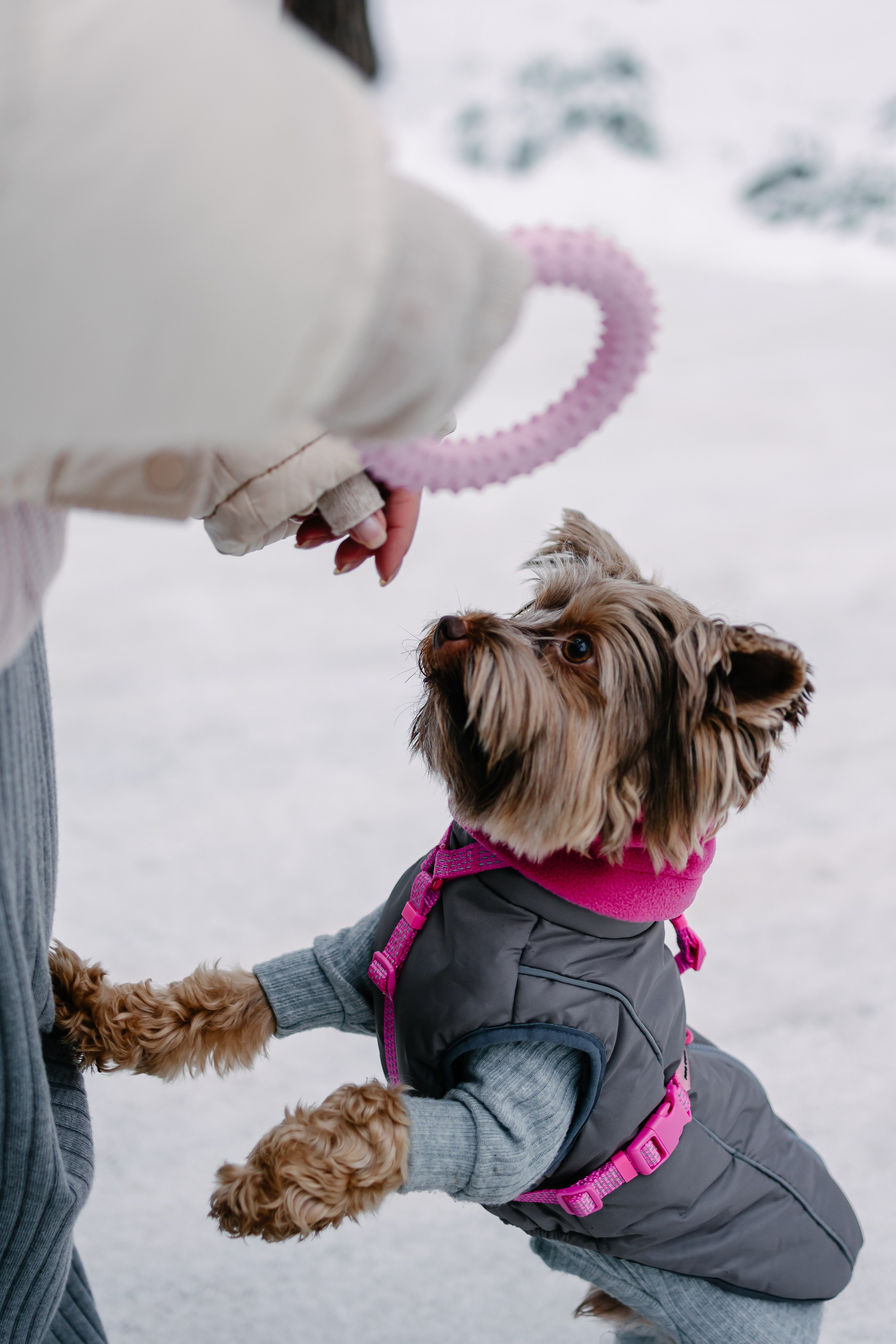 Лиза и Рикки. Фотограф-анималист в Санкт-Петербурге Алина Яхонт