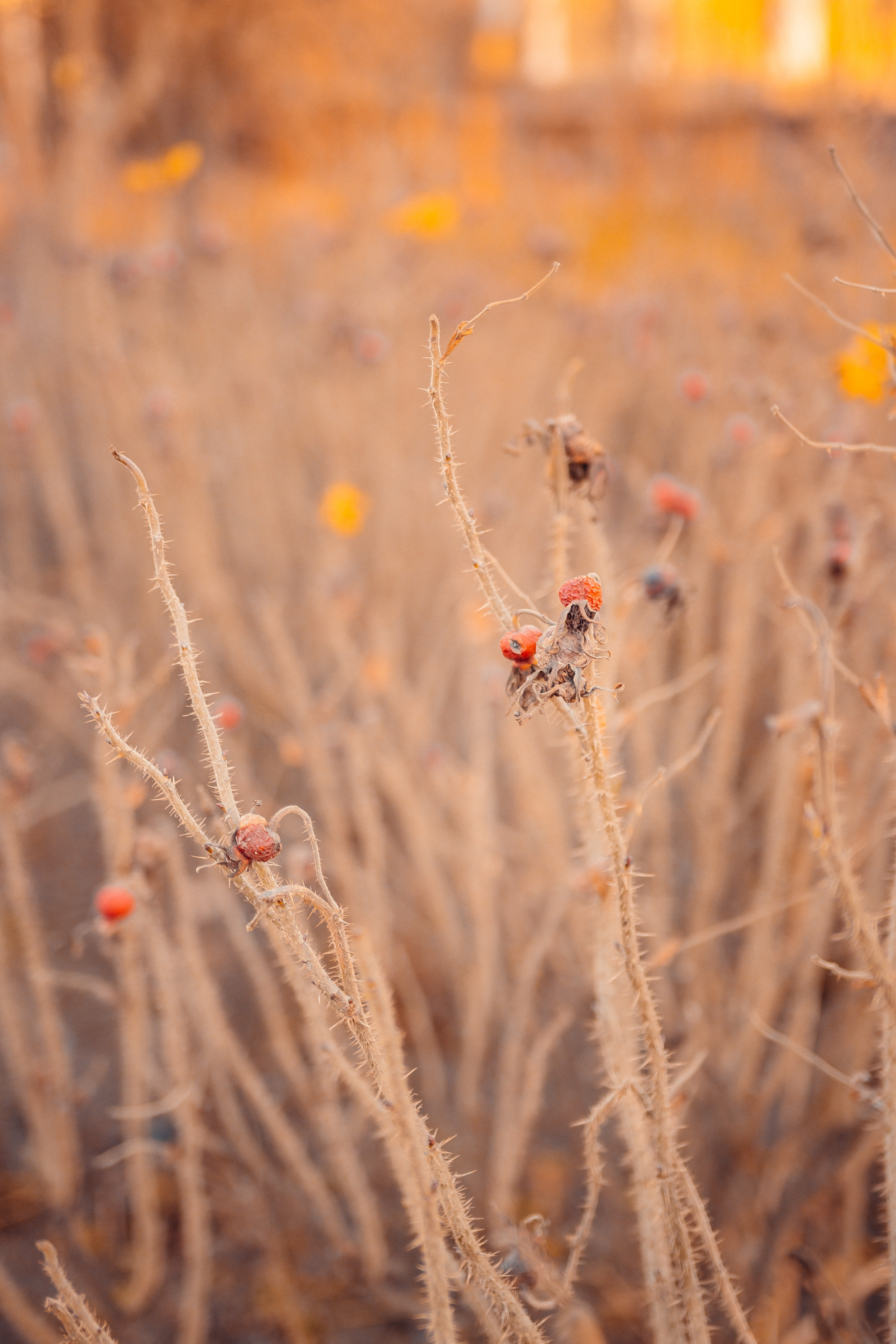 Индивидуальная фотосессия. Свадебный фотограф и видеограф — Сергей и Дарья