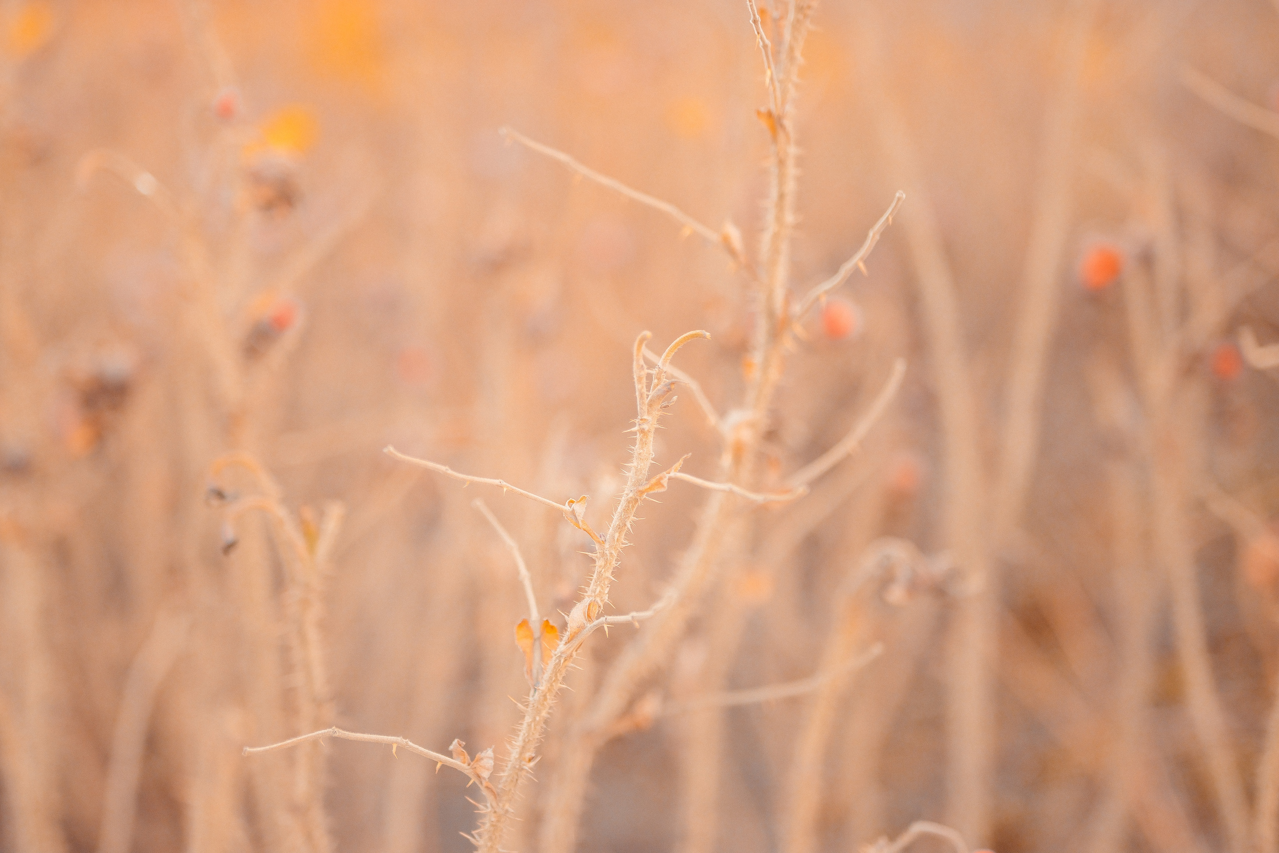 Индивидуальная фотосессия. Свадебный фотограф и видеограф — Сергей и Дарья