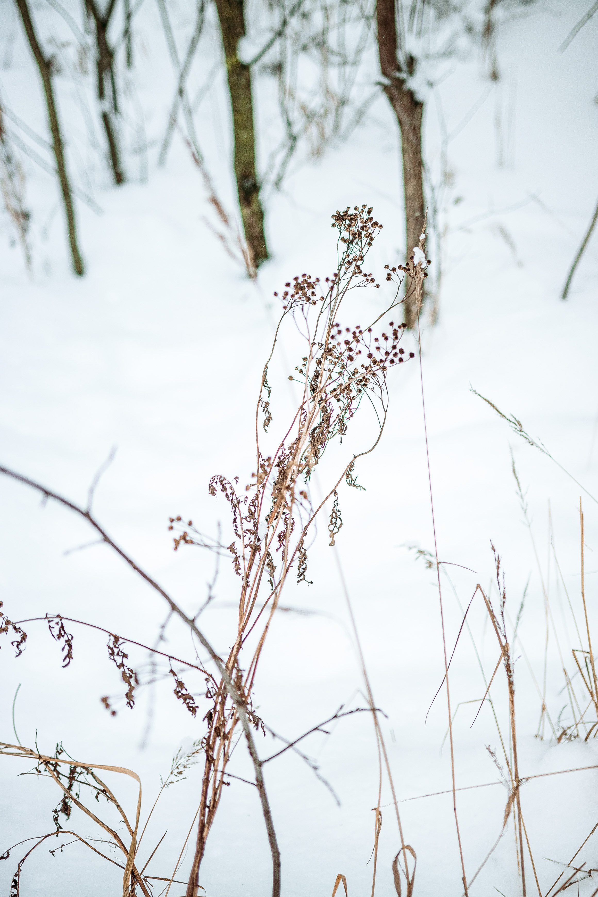 Индивидуальная фотосессия. Свадебный фотограф и видеограф — Сергей и Дарья