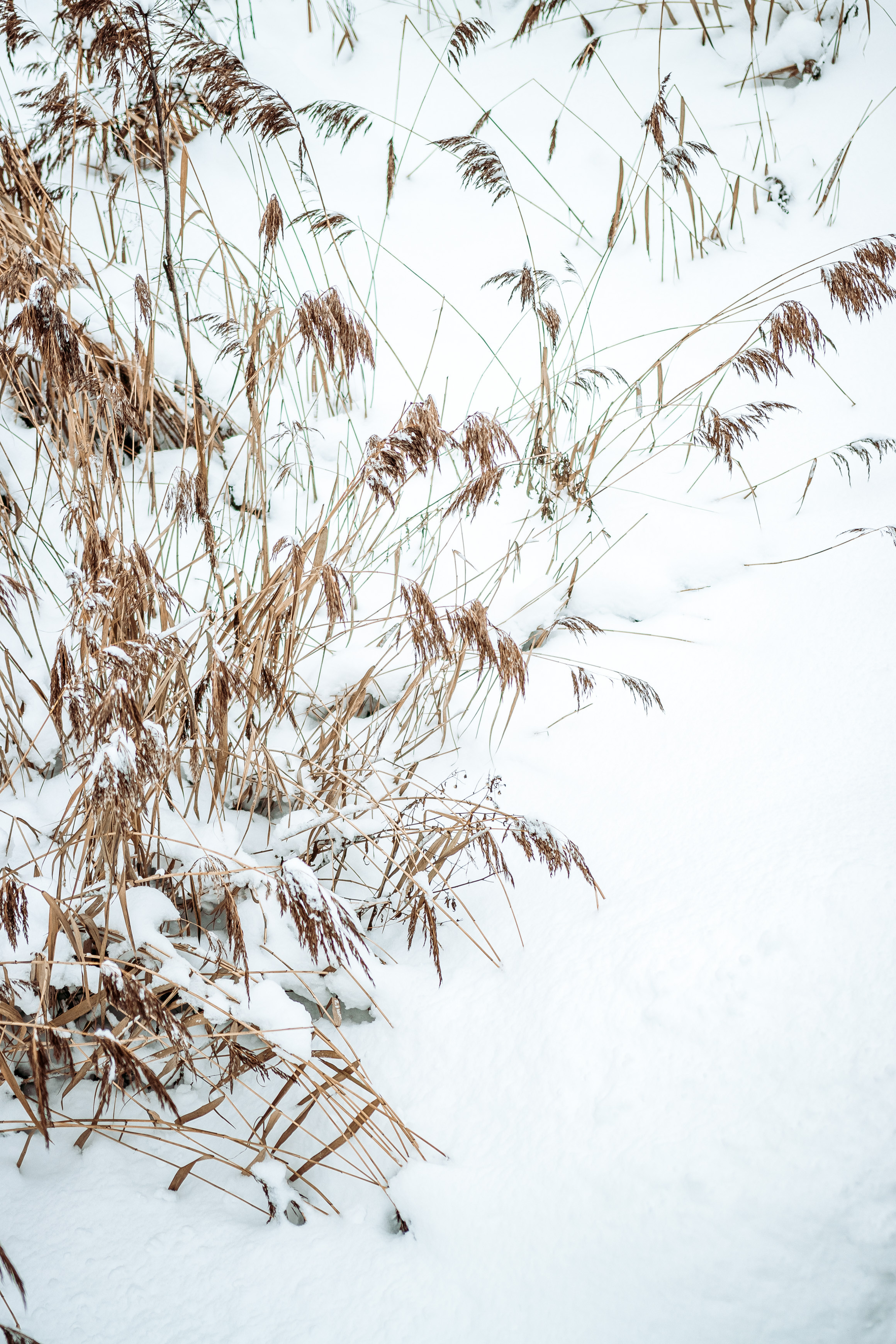 Индивидуальная фотосессия. Свадебный фотограф и видеограф — Сергей и Дарья