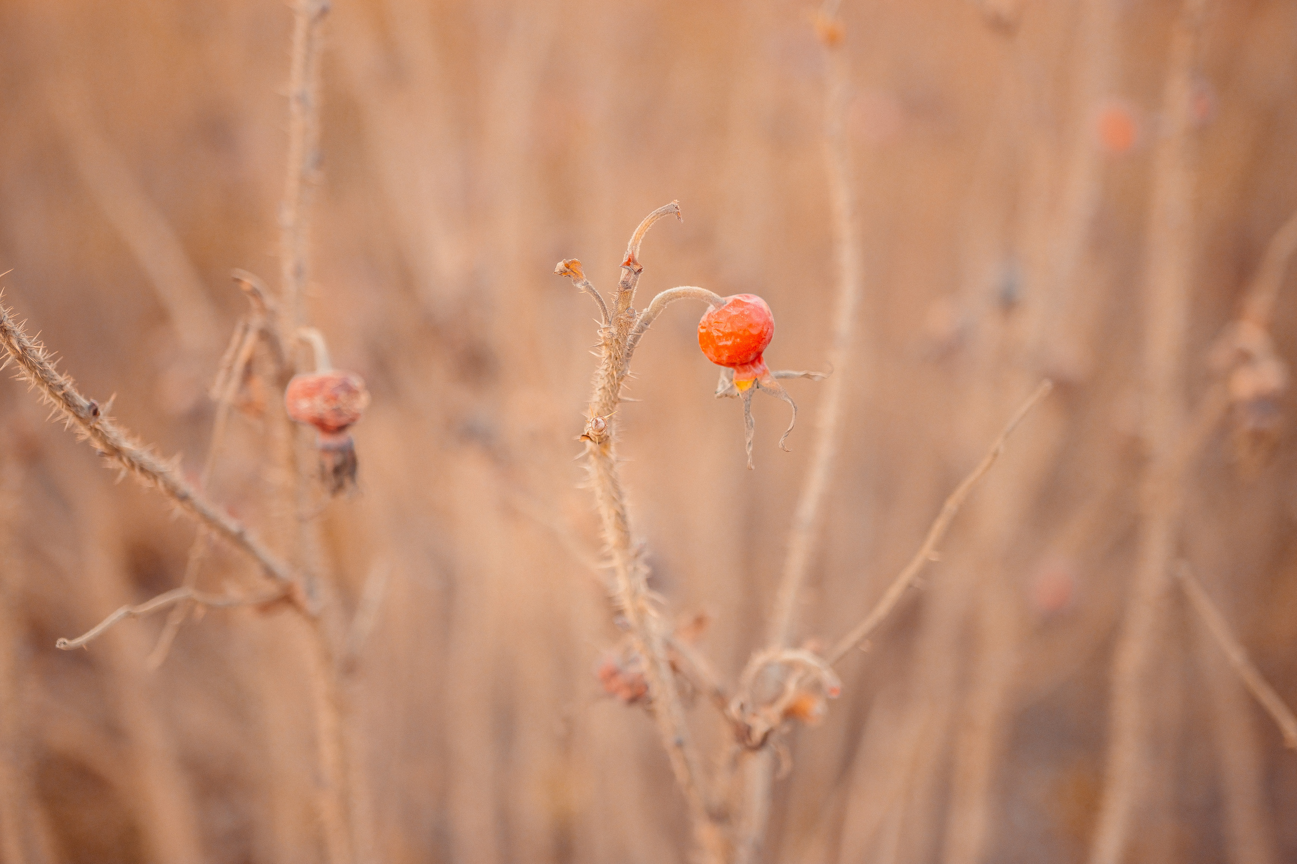 Индивидуальная фотосессия. Свадебный фотограф и видеограф — Сергей и Дарья