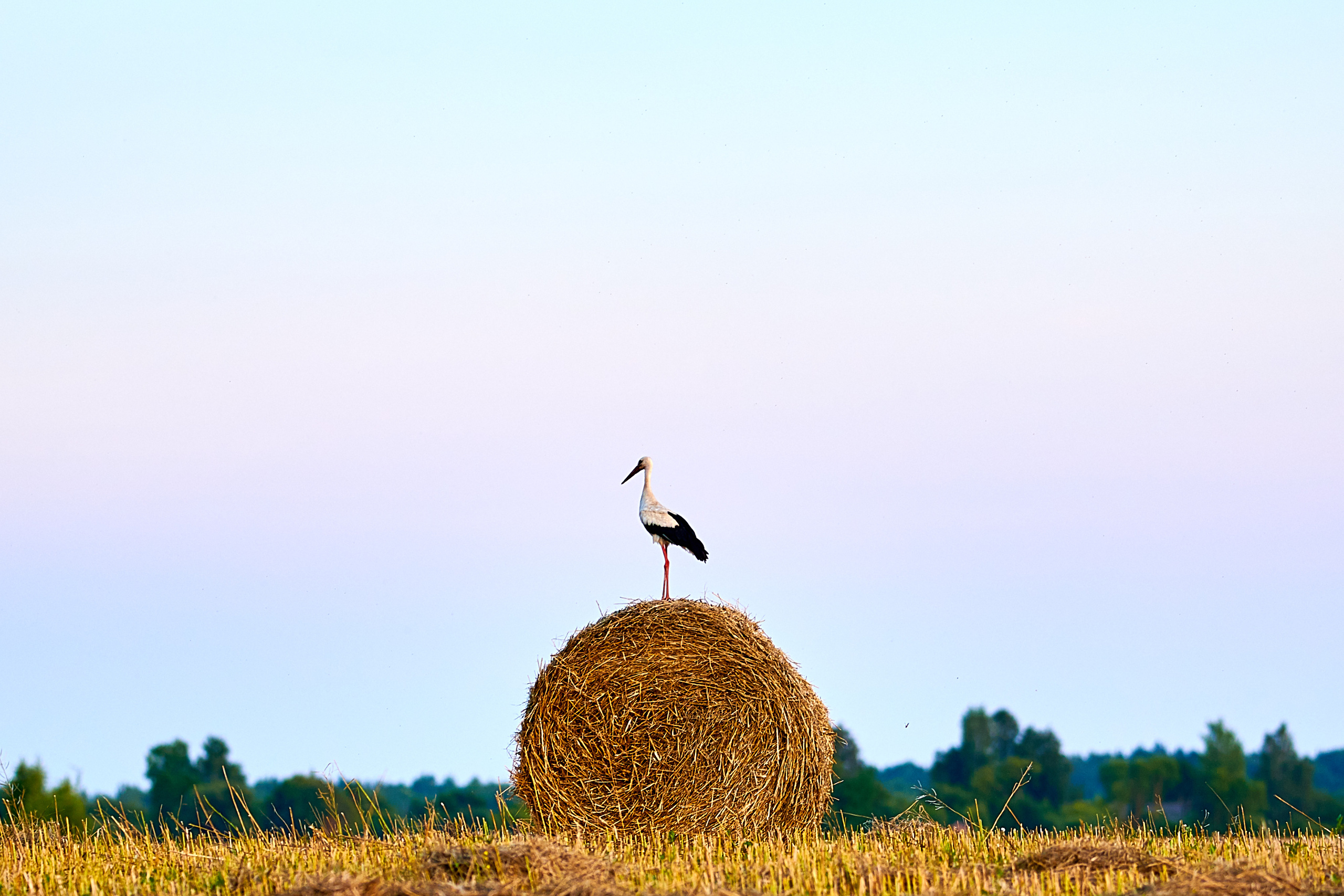LIFE. Андрей Таволжанский — Фотограф