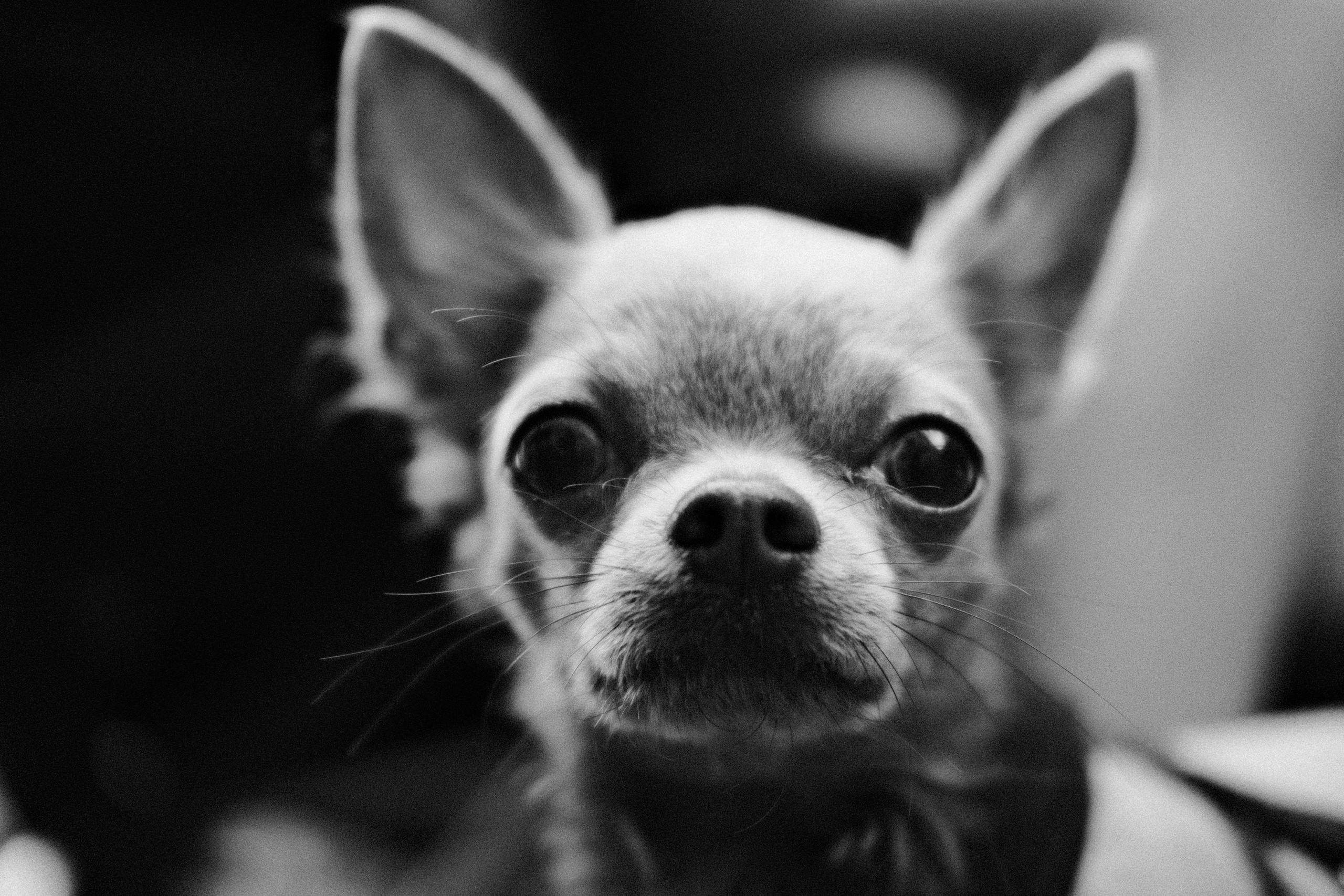 Кошки и собаки. Михаил Долганов