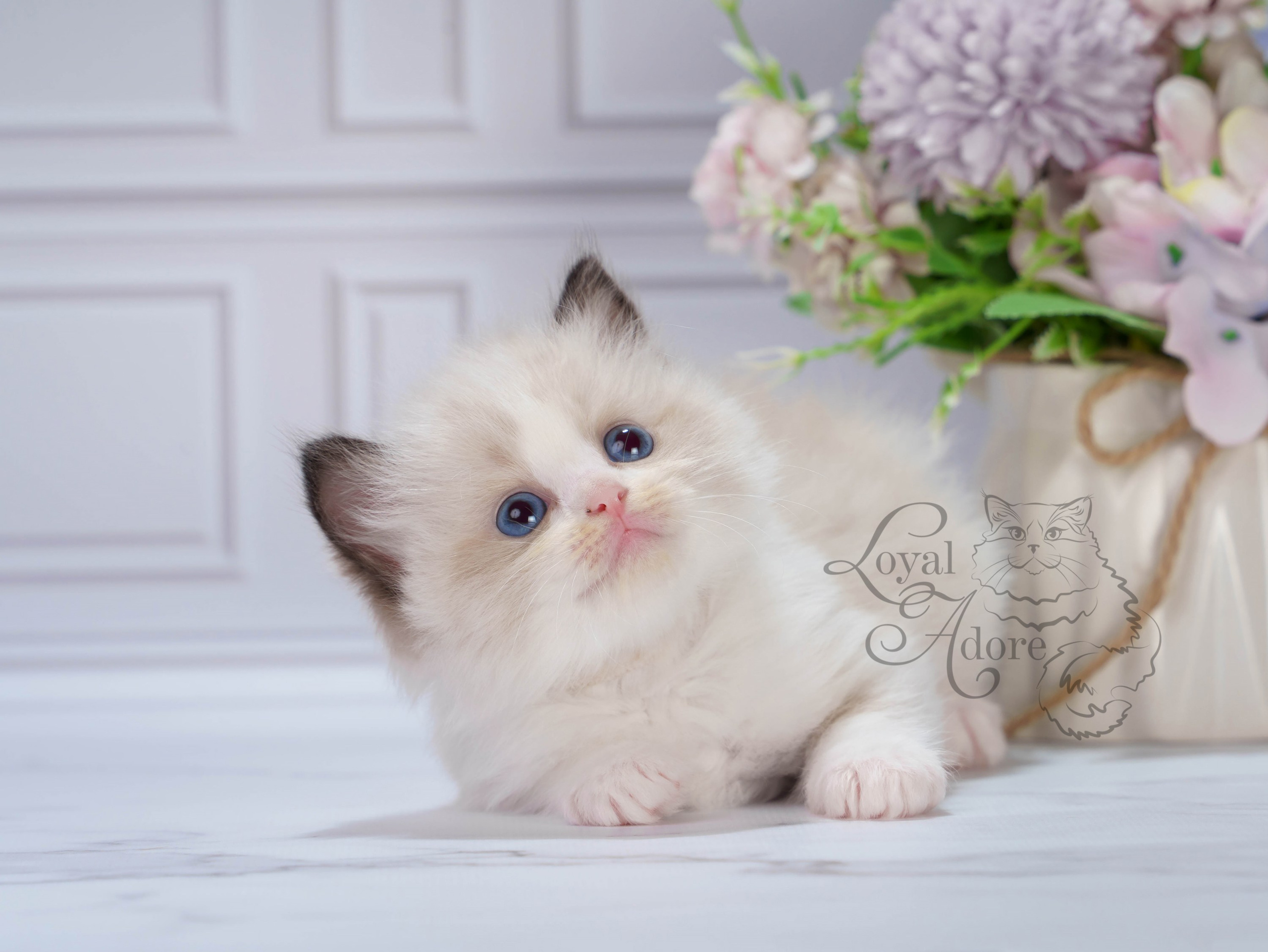 Котята рэгдолл от Loyal Adore. Питомник рэгдолл Loyal Adore