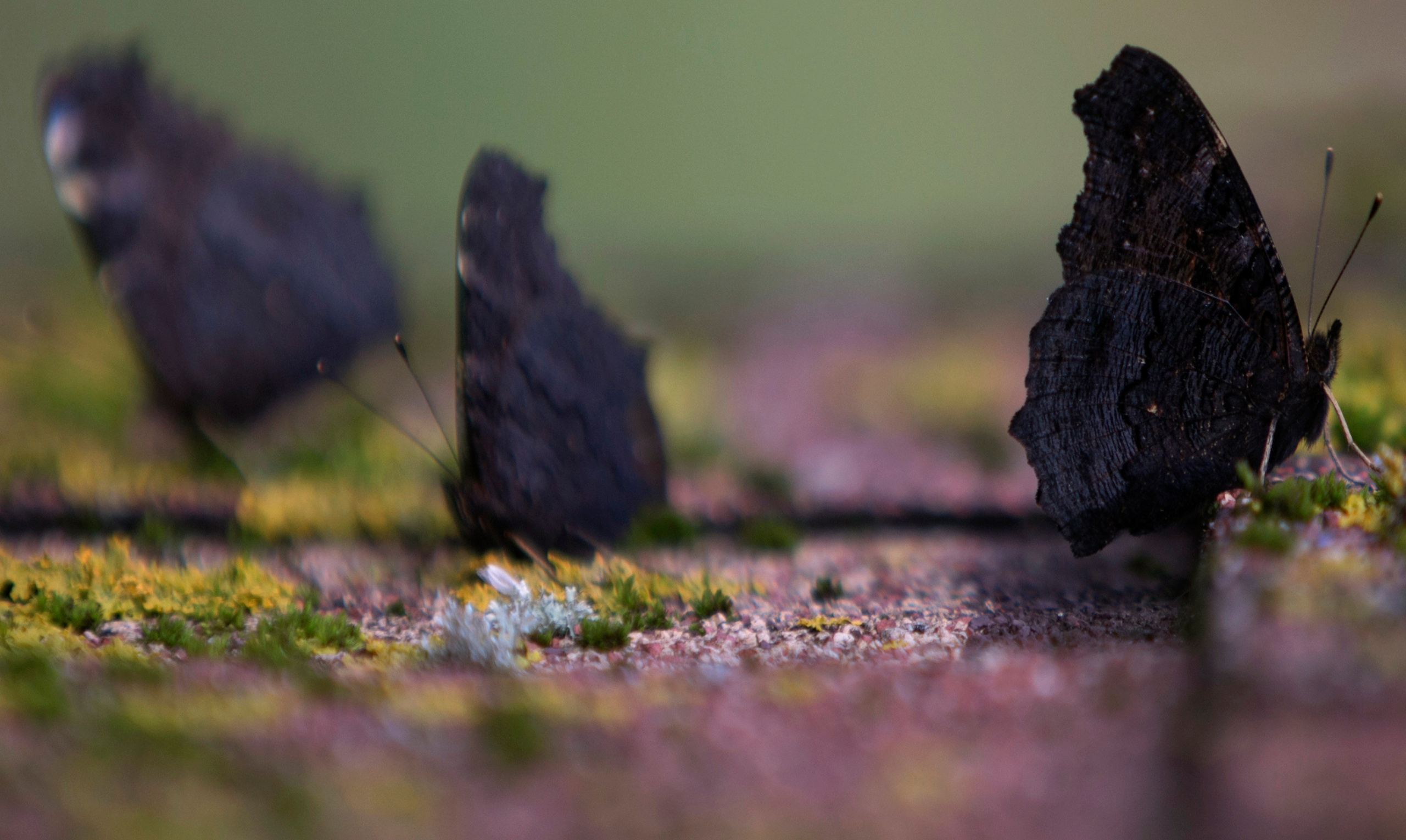 Фото. Фотограф Лагутин Анатолий