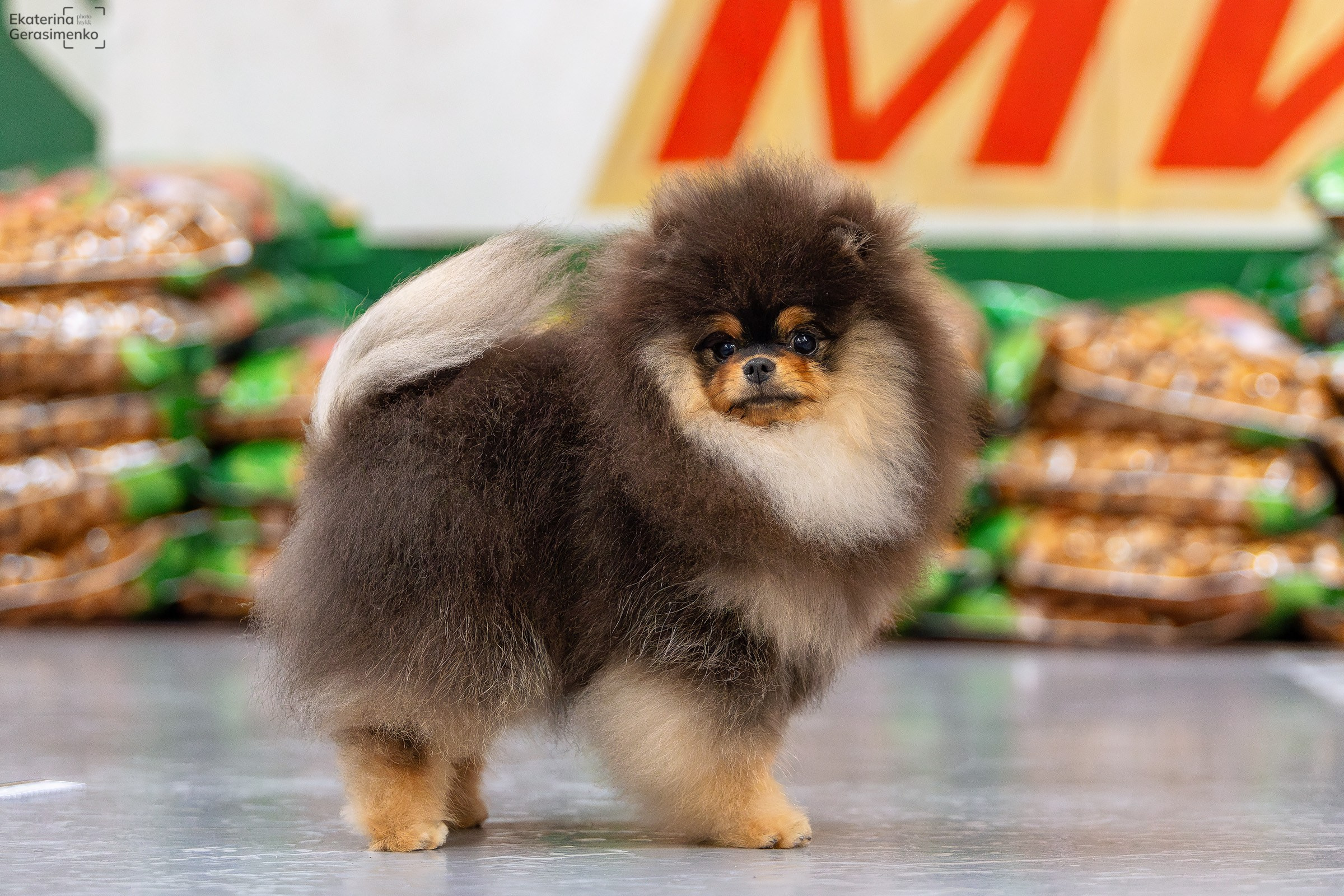 23 ноября 2024, Выставка РКФ, г. Пермь. Htykk_photo