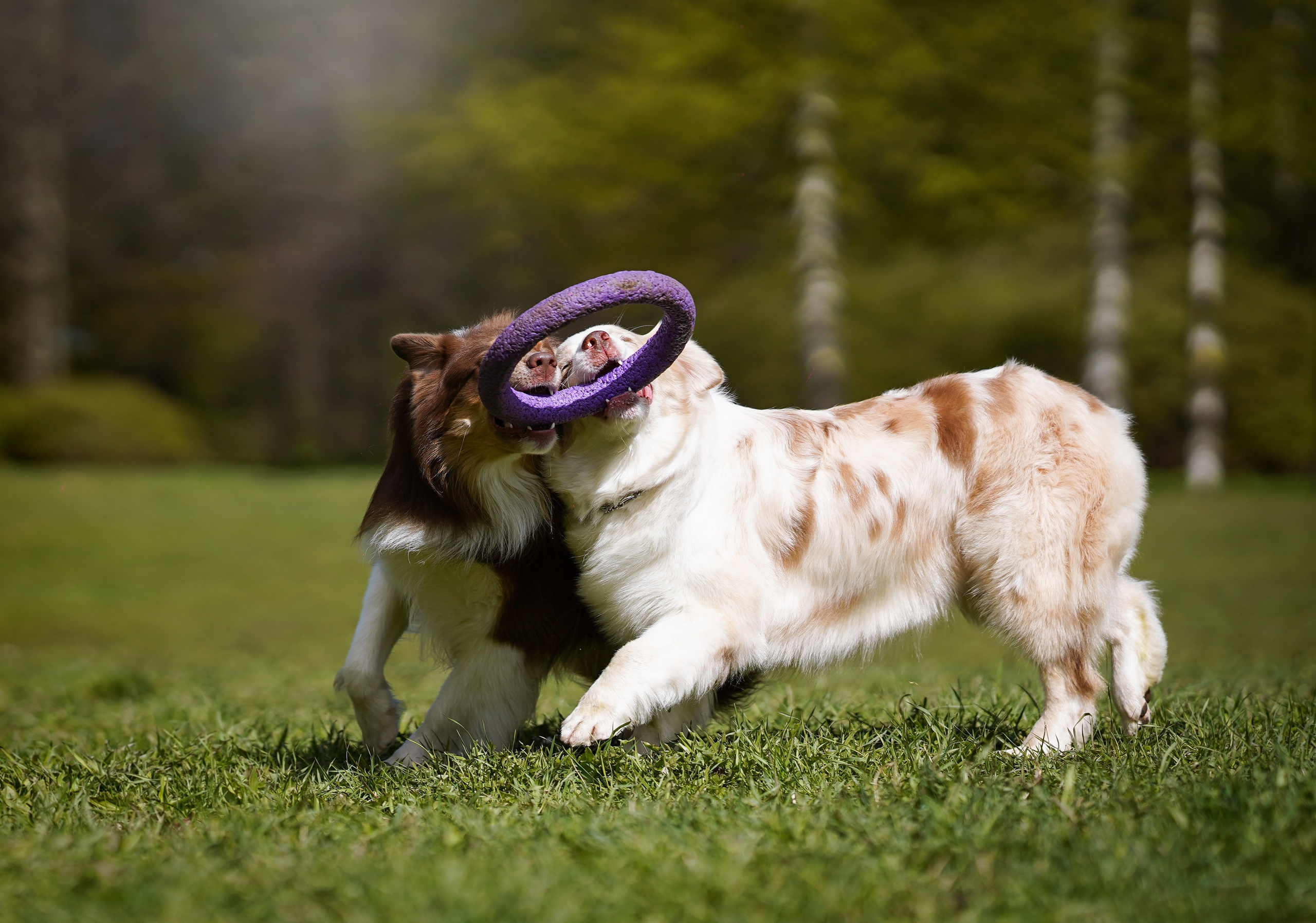 Рокки и Гермиона. Фотограф-анималист в Санкт-Петербурге Яна Мартынова