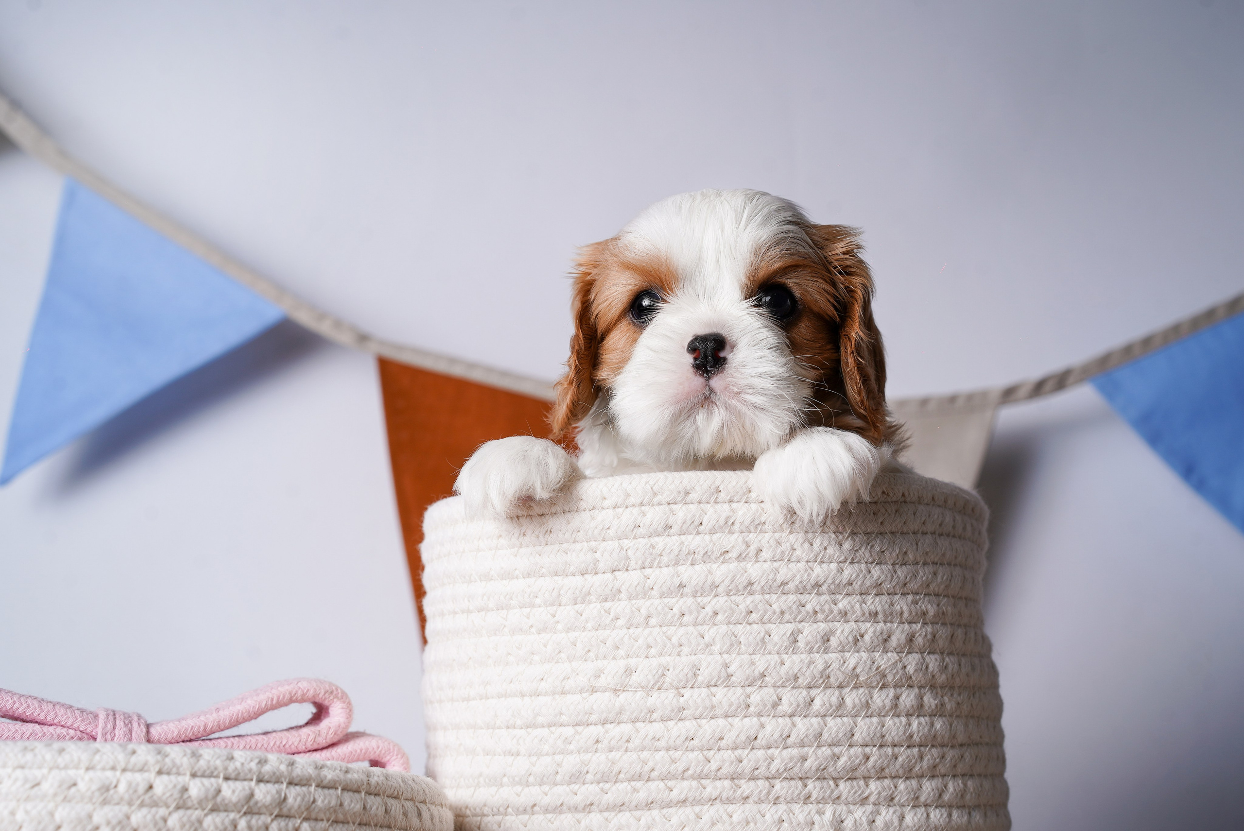 Щенки кавалер кинг чарльз спаниеля. Фотограф-анималист в Санкт-Петербурге Яна Мартынова